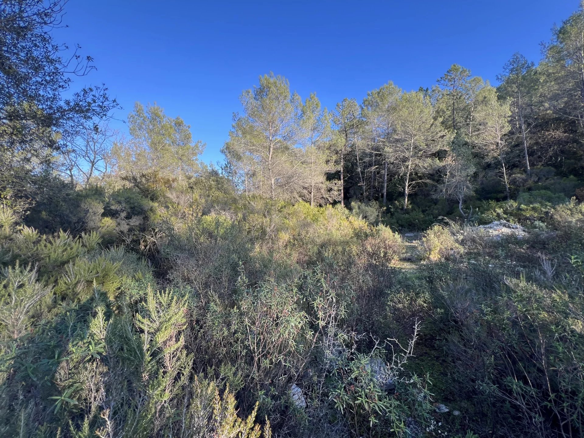 Vendita Terreno non edificabile - Roquefort-les-Pins Les Terras-Blanches