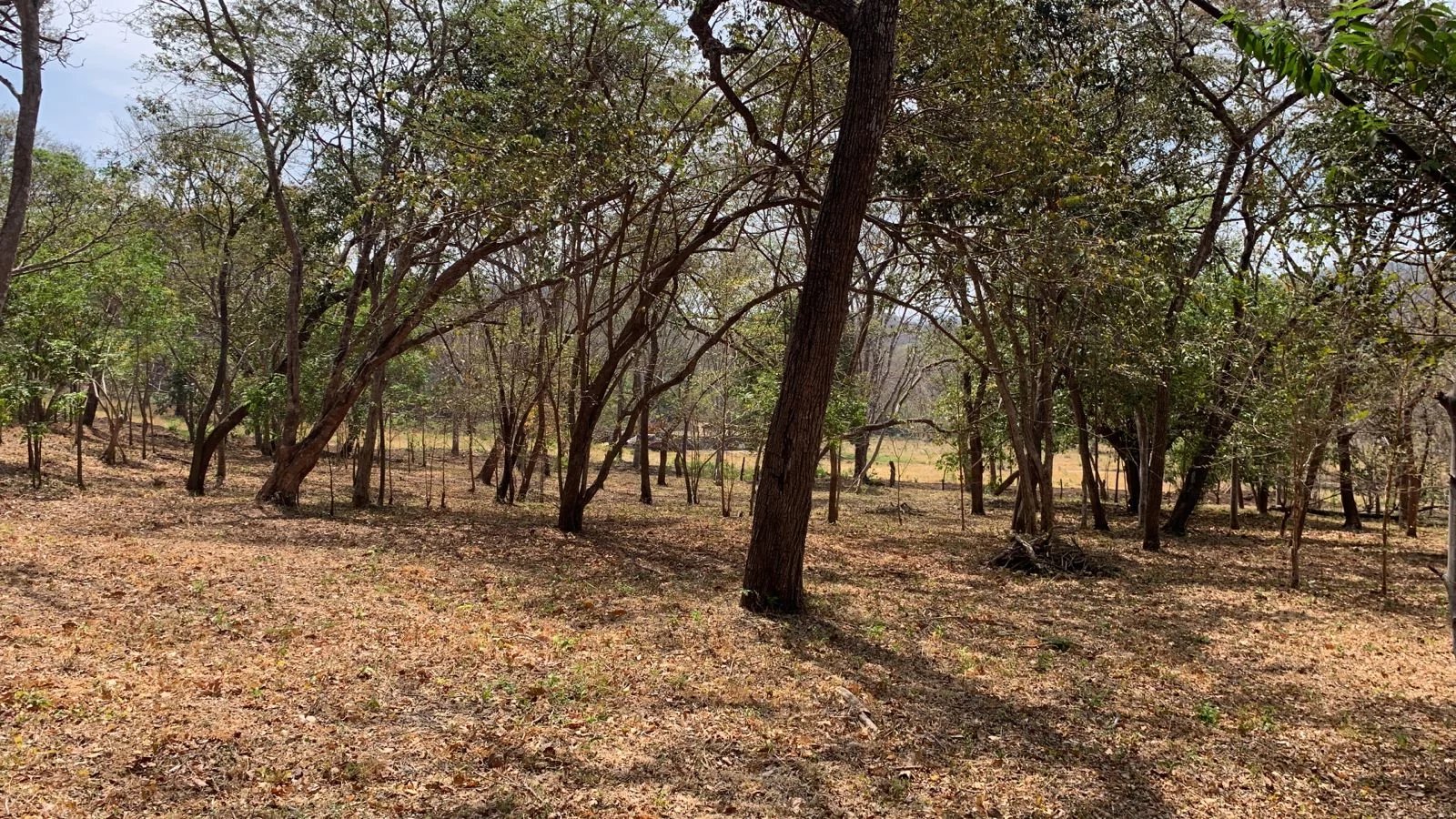 Deux grands terrains de plus de 5000 m2 à vendre à seulement 12 minutes de Tamarindo, une zone très touristique.