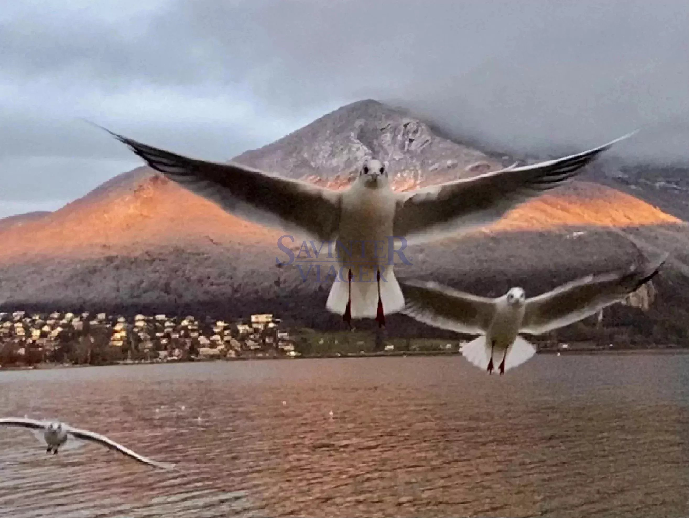 Agence immobilière de Savinter Viager