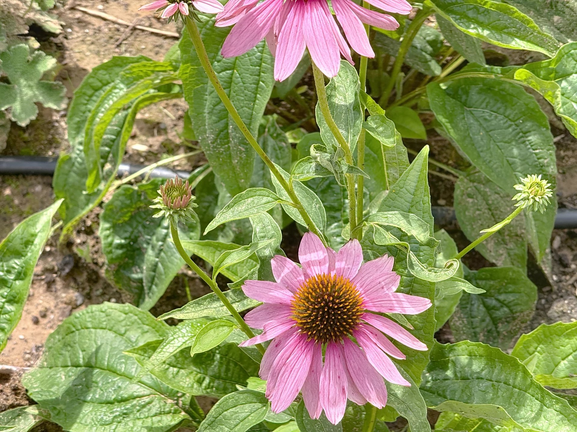 Daire Uccle - picture 15