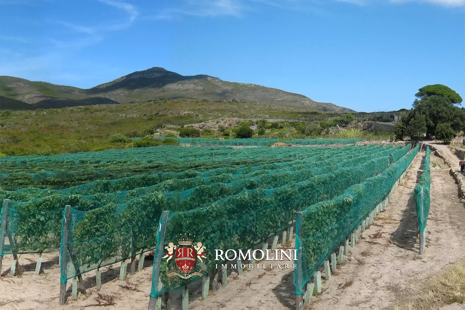 Vineyard's Image 5