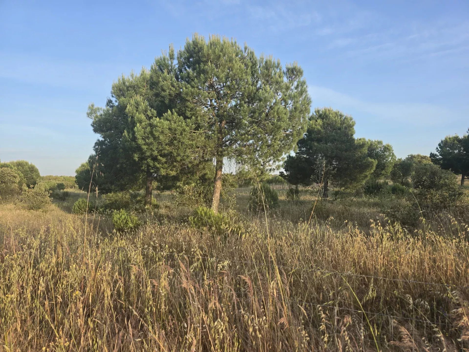 Baixo Alentejo - 55.9 ha of Freedom and Potential in Baixo Alentejo 85975961 image 4