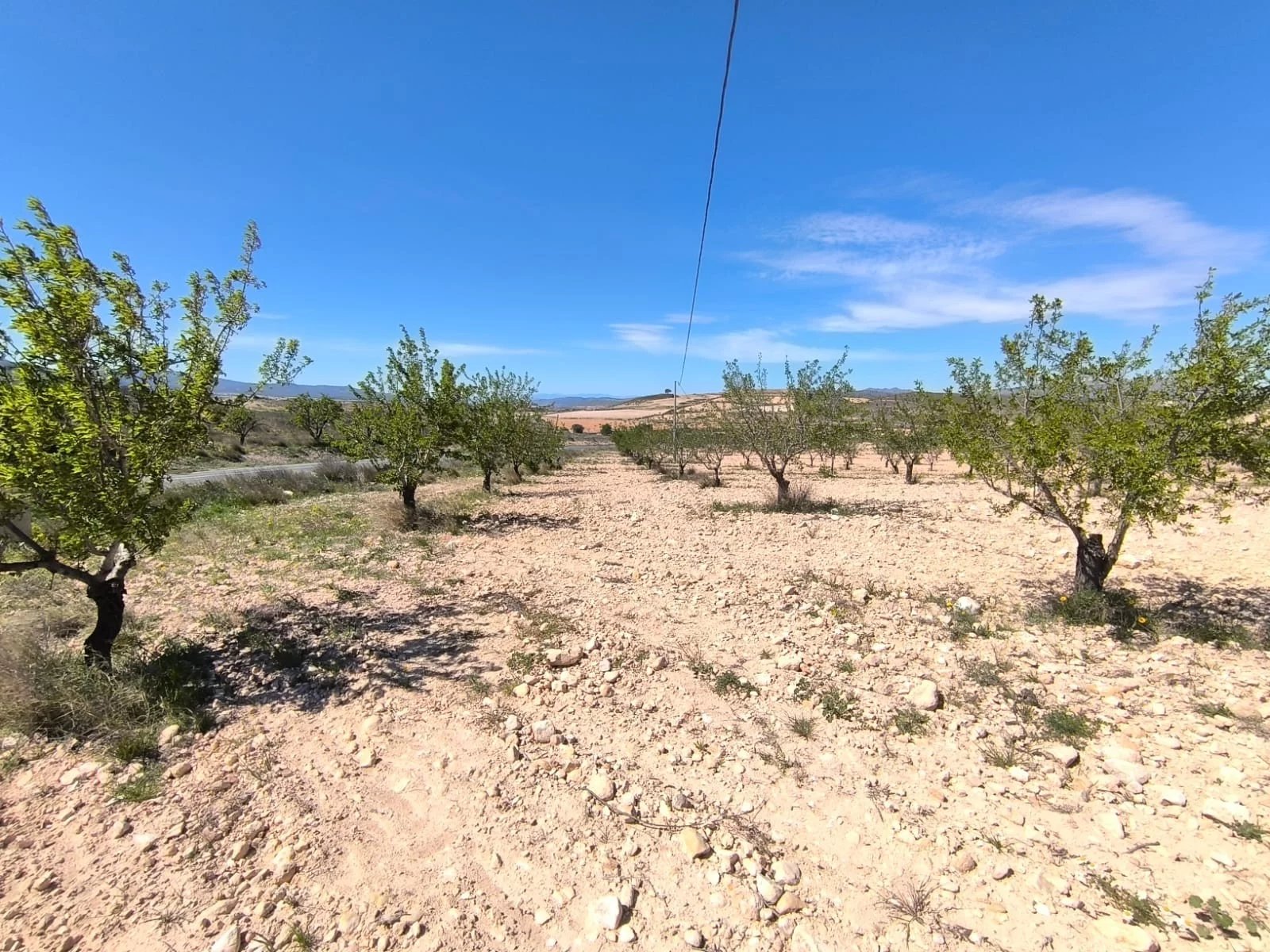 Vente Terrain Jumilla
