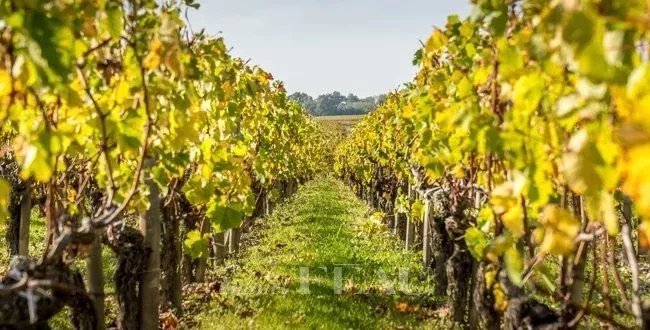 Co-exclusivité  -  Domaine viticole au cœur de la presqu'île de Saint-Tropez