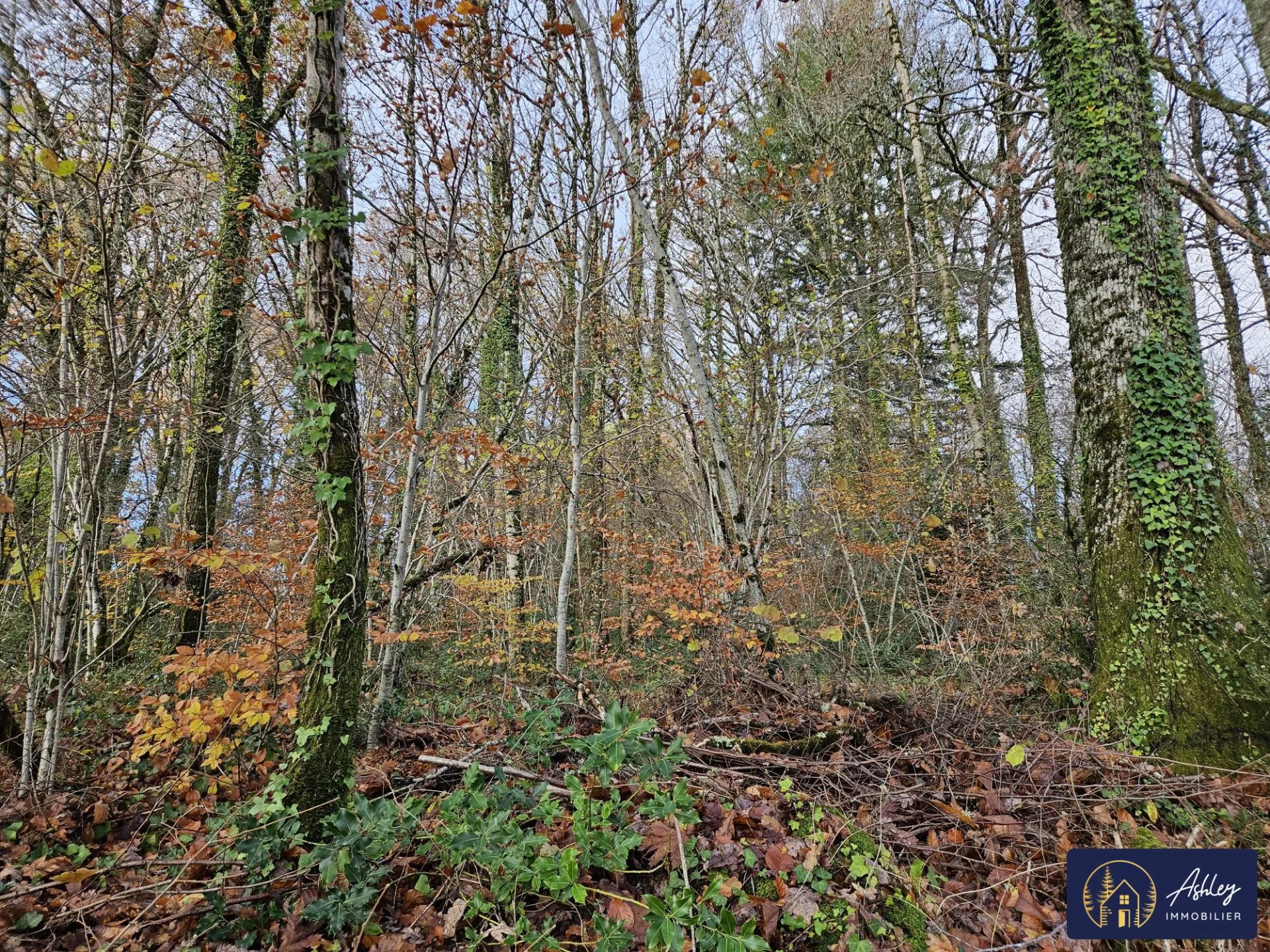 Vente Terrain constructible Neuvic