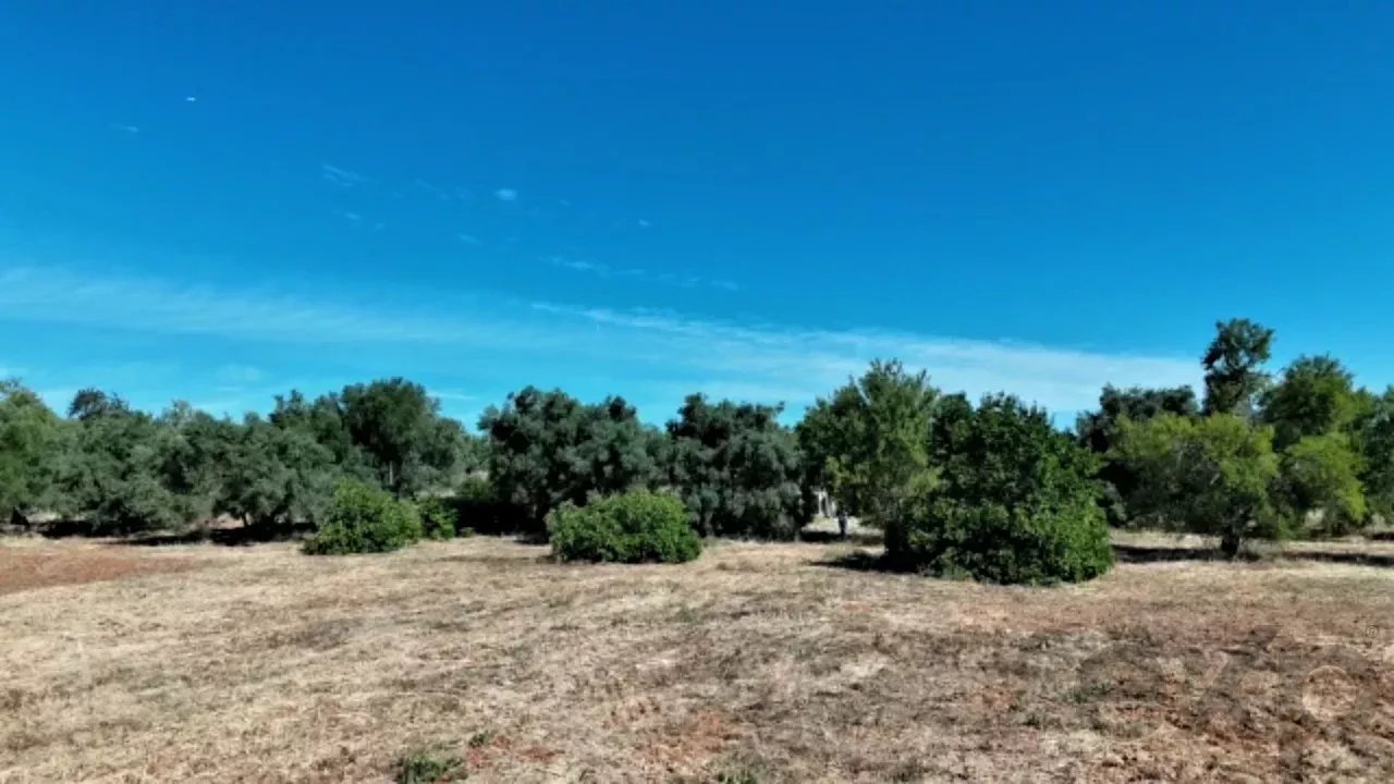 Traditional Countryside Property in Santo Estêvão, Tavira 87172633 image 27