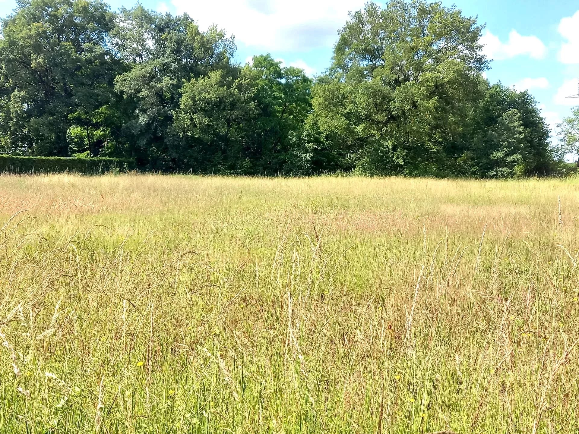 Vente Terrain constructible Semblançay