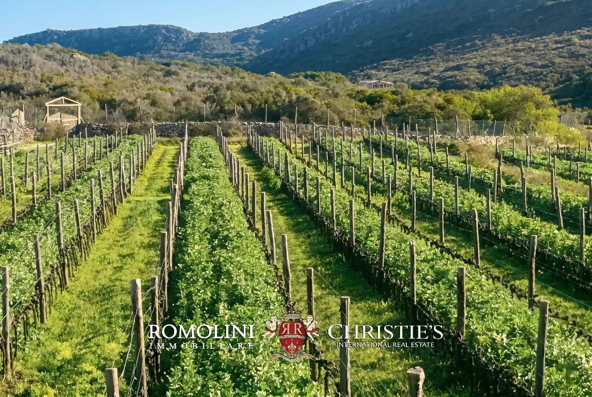 Vineyard's Image 45