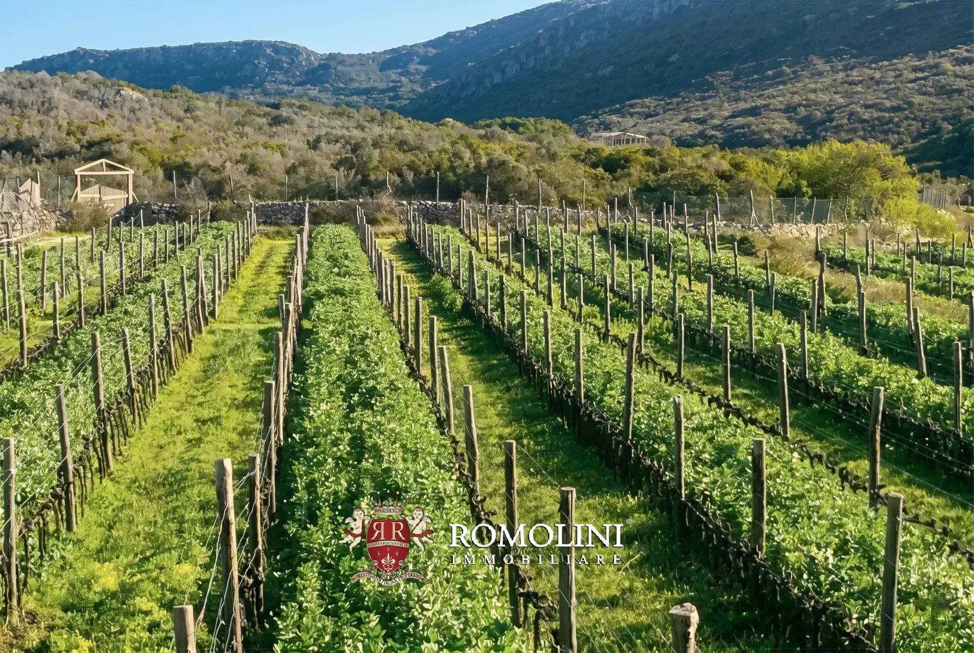 Vineyard's Image 45