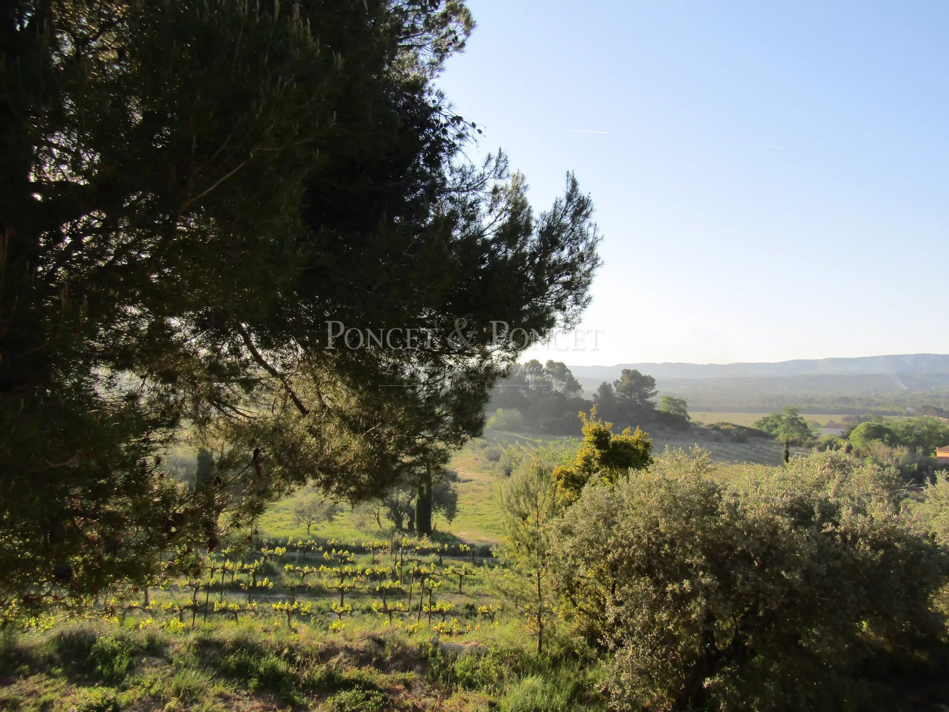 Vineyard's Image 15