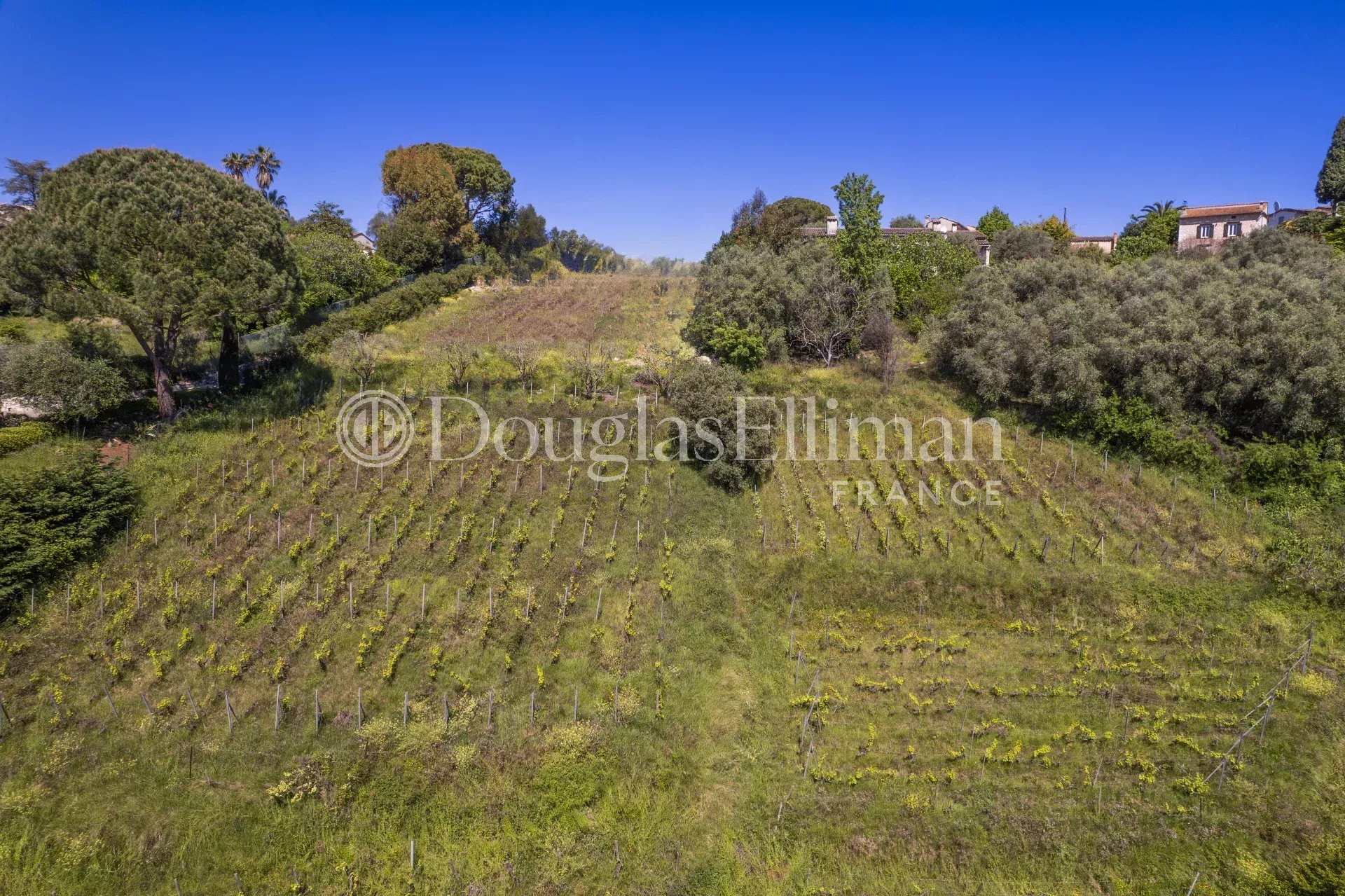 SAINT PAUL DE VENCE :  Le dernier vignoble du village - Image nᵒ3