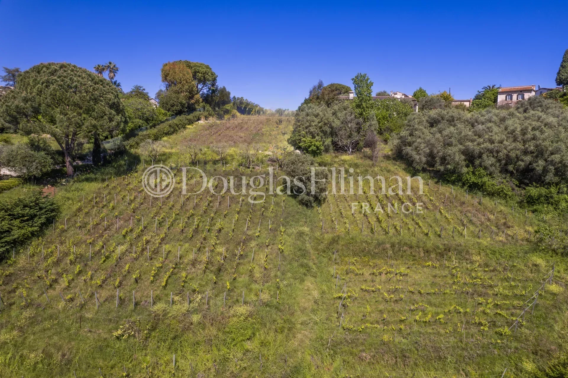 SAINT PAUL DE VENCE :  Le dernier vignoble du village - Image nᵒ3
