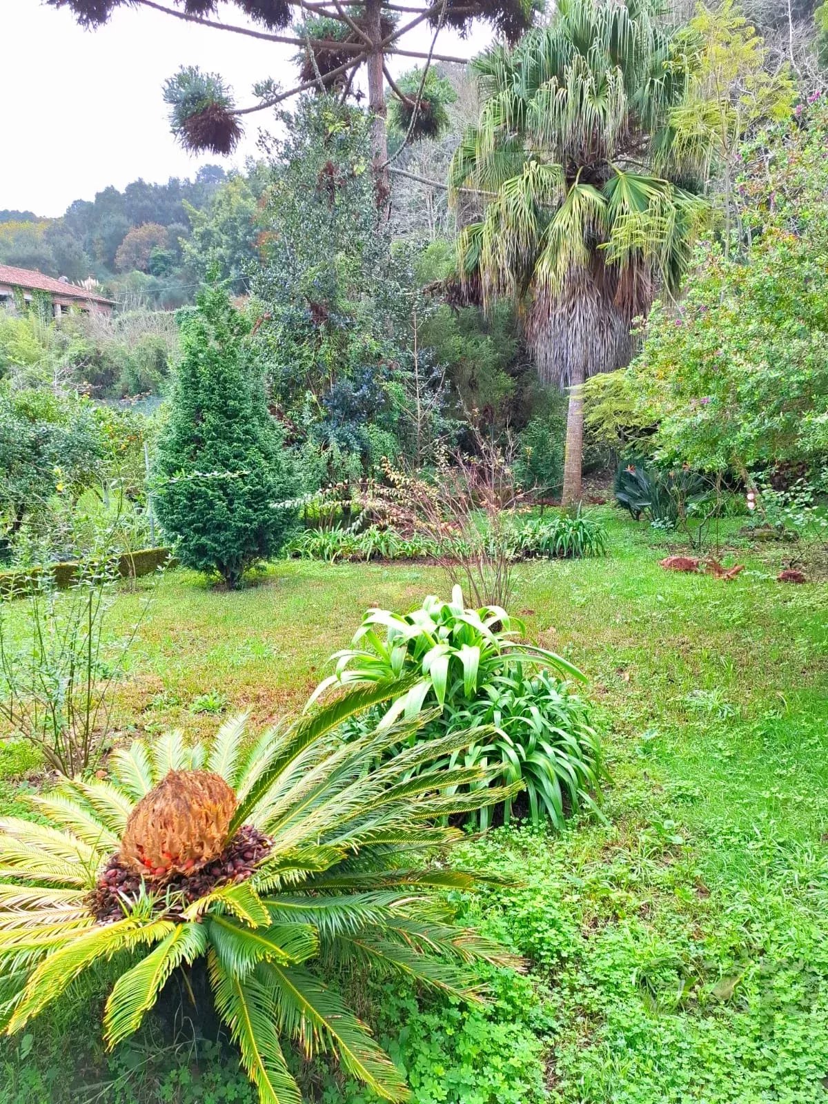 Sintra , Colares - Small farm with dream house 86819090 image 29
