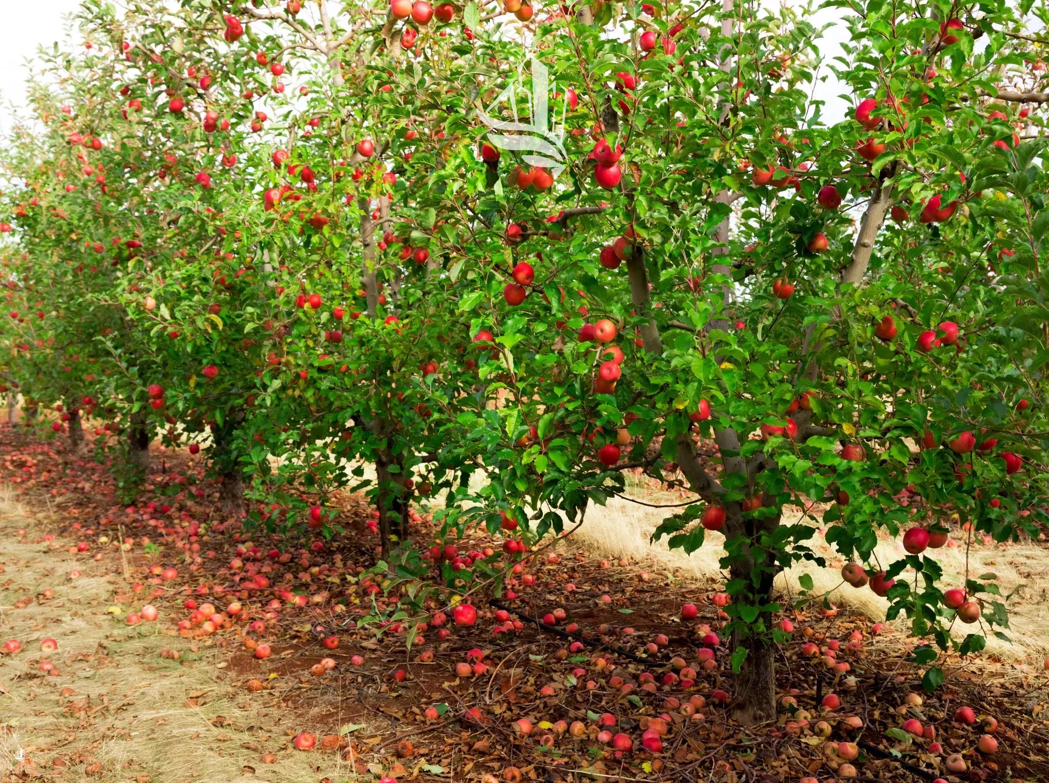 Vendita Terreno agricolo Laives