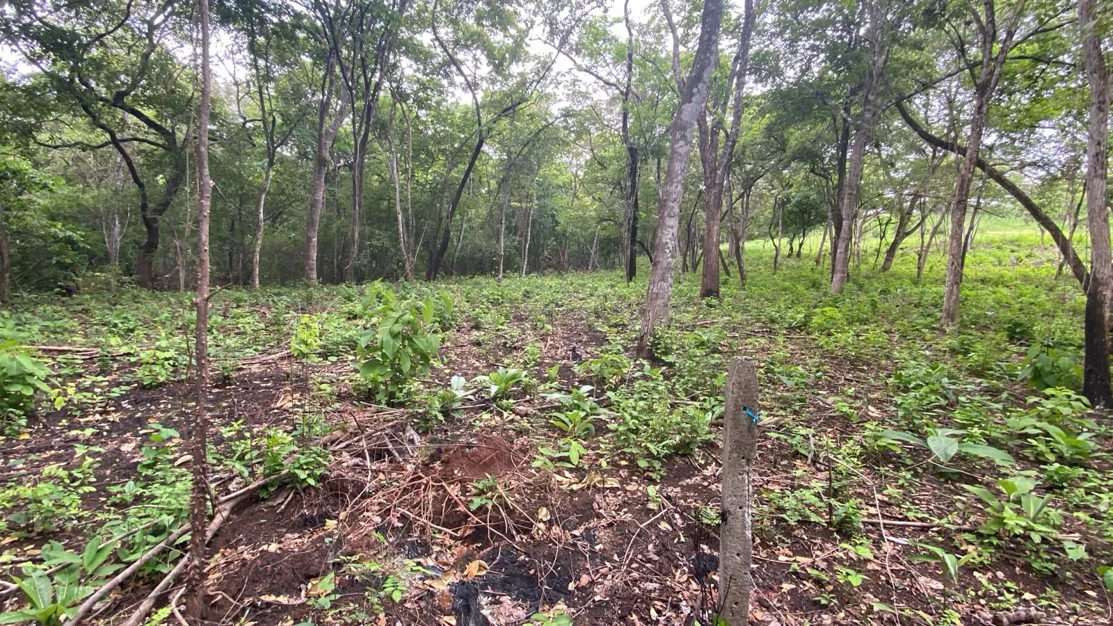 Sale Building land Cartagena