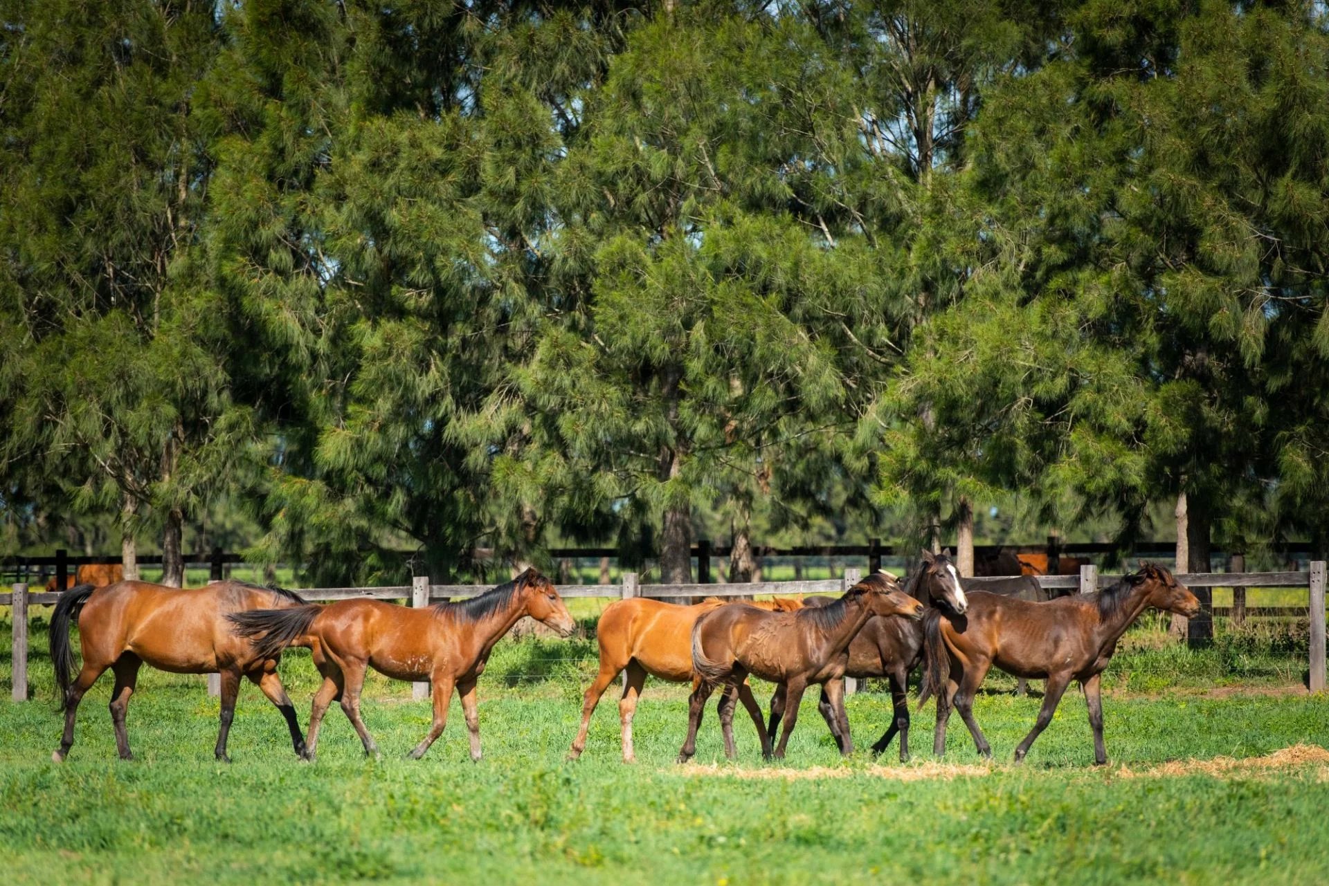 sydney-s premier polo club in an idyllic setting by the hawkesbury river image30