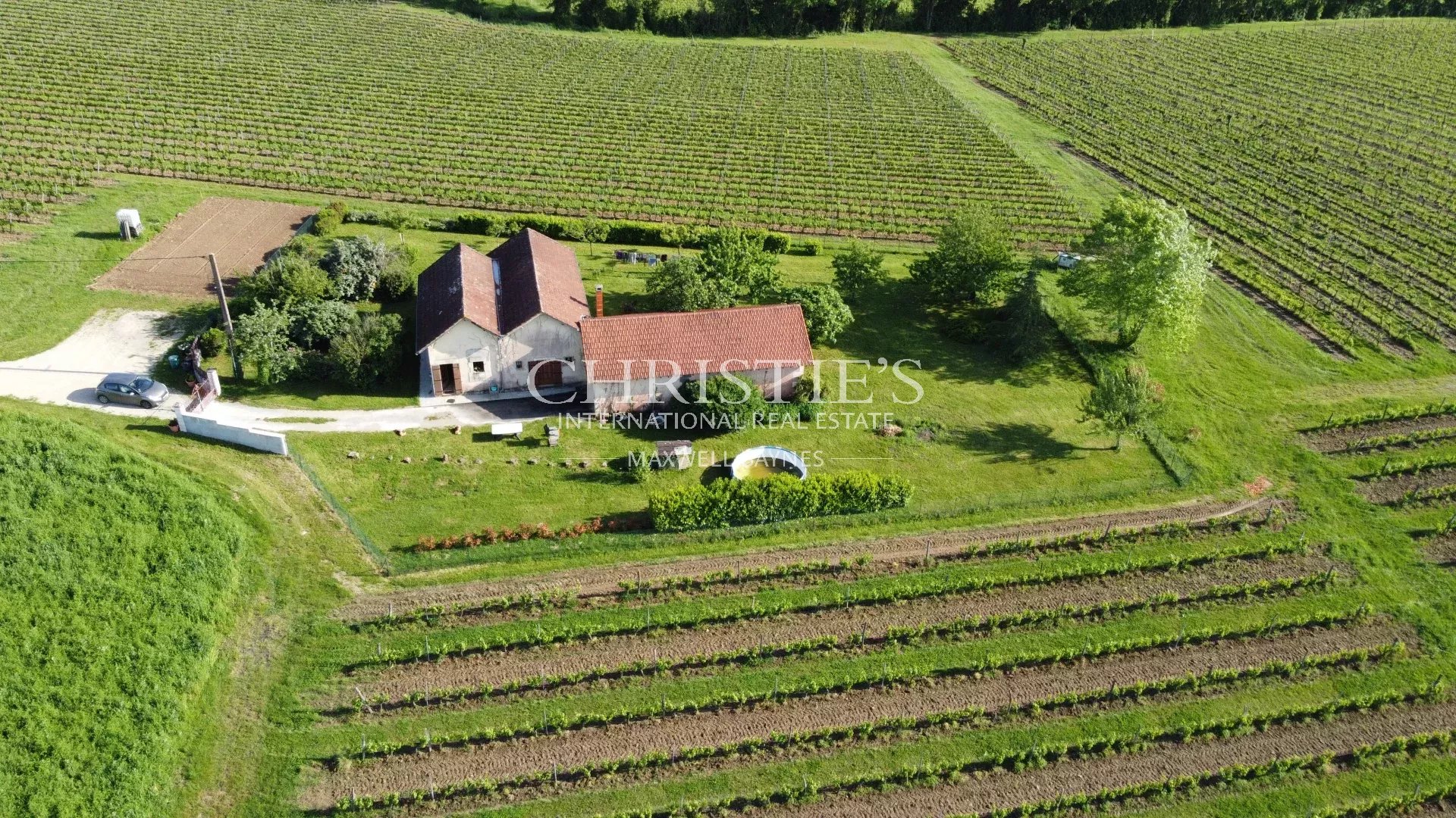 Vineyard's Image 4