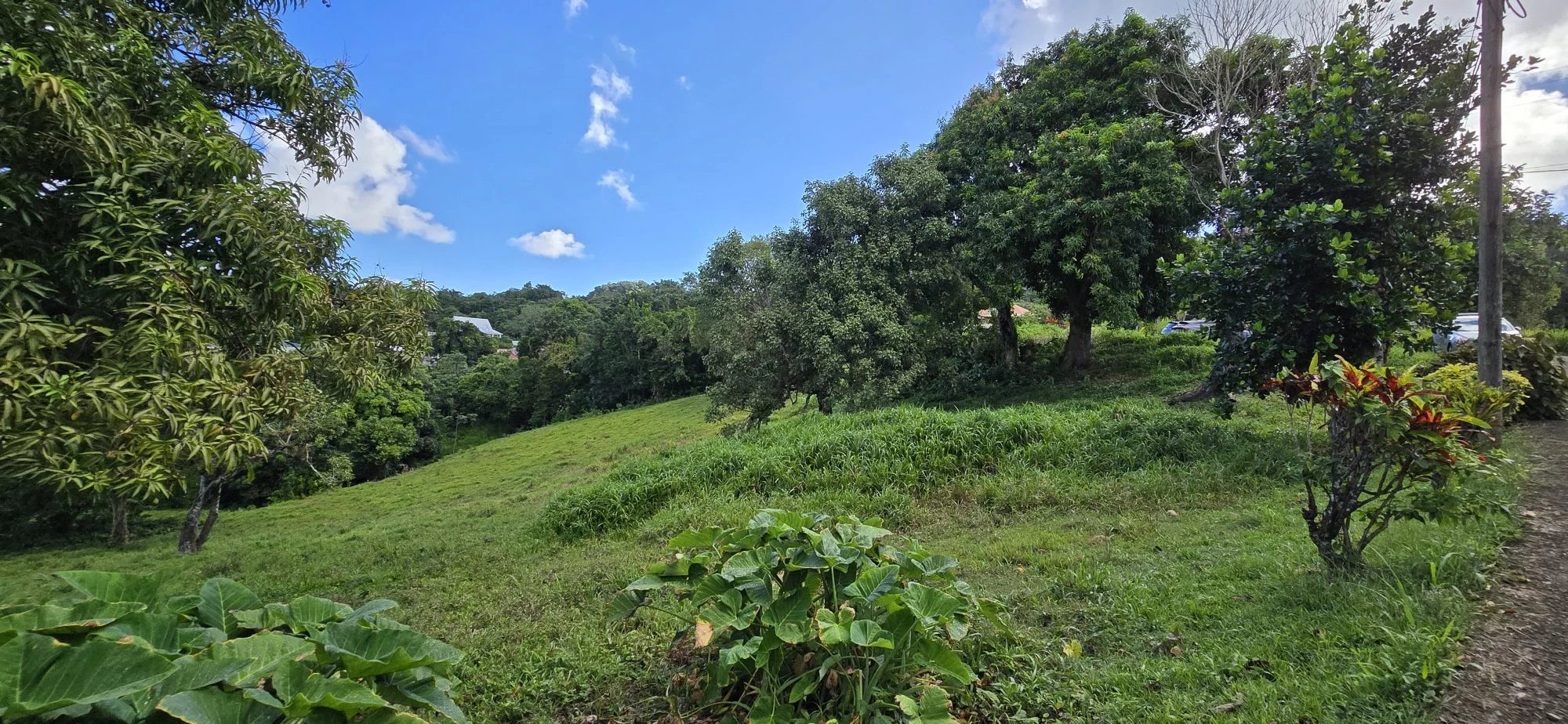 Terrain constructible de 2 209 m² à vendre – Fonds Brûlé, Le Robert — photo 4