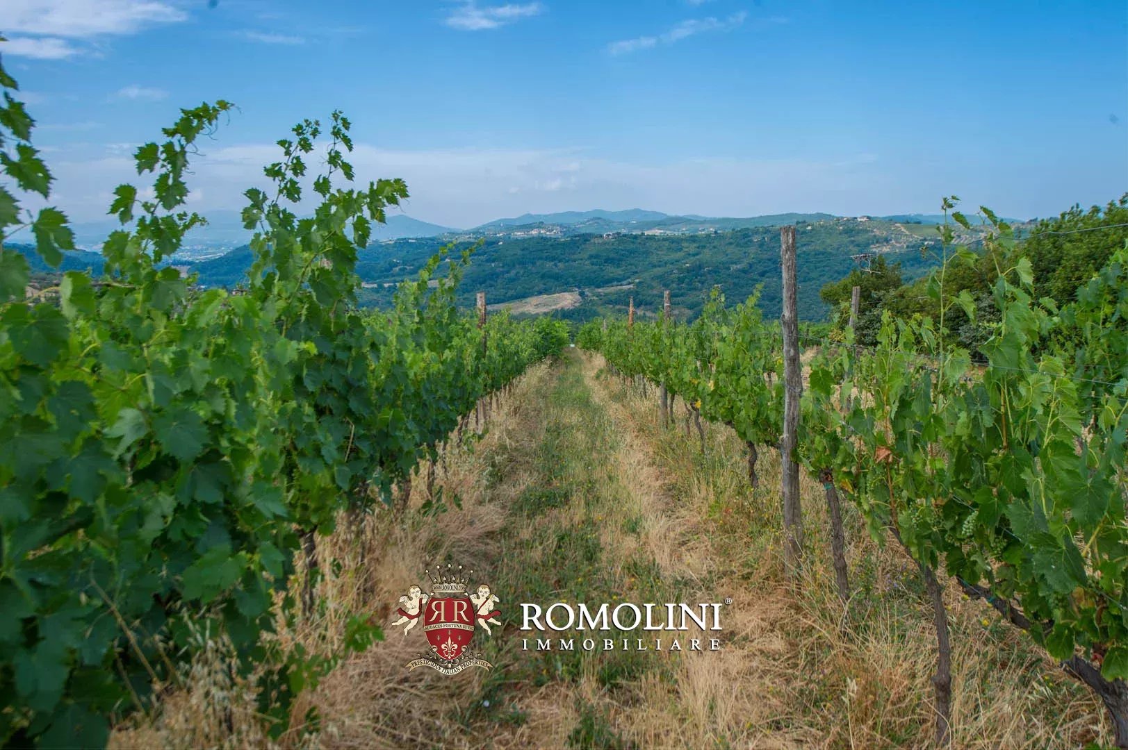 50 Bedroom Vineyard's Image 5