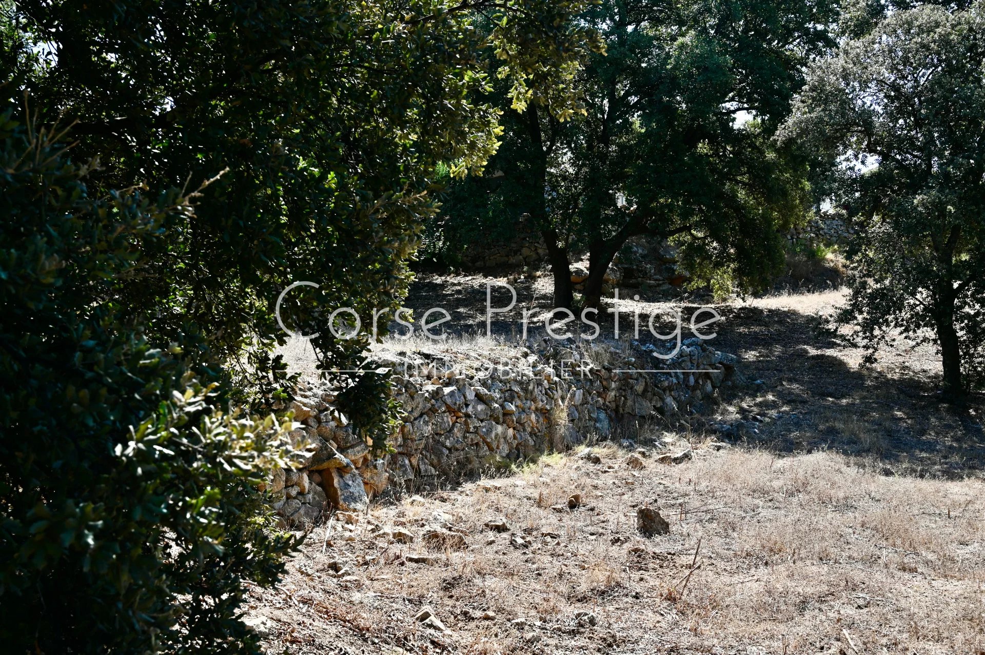 building land for a house - sea view - lumio - calvi image3
