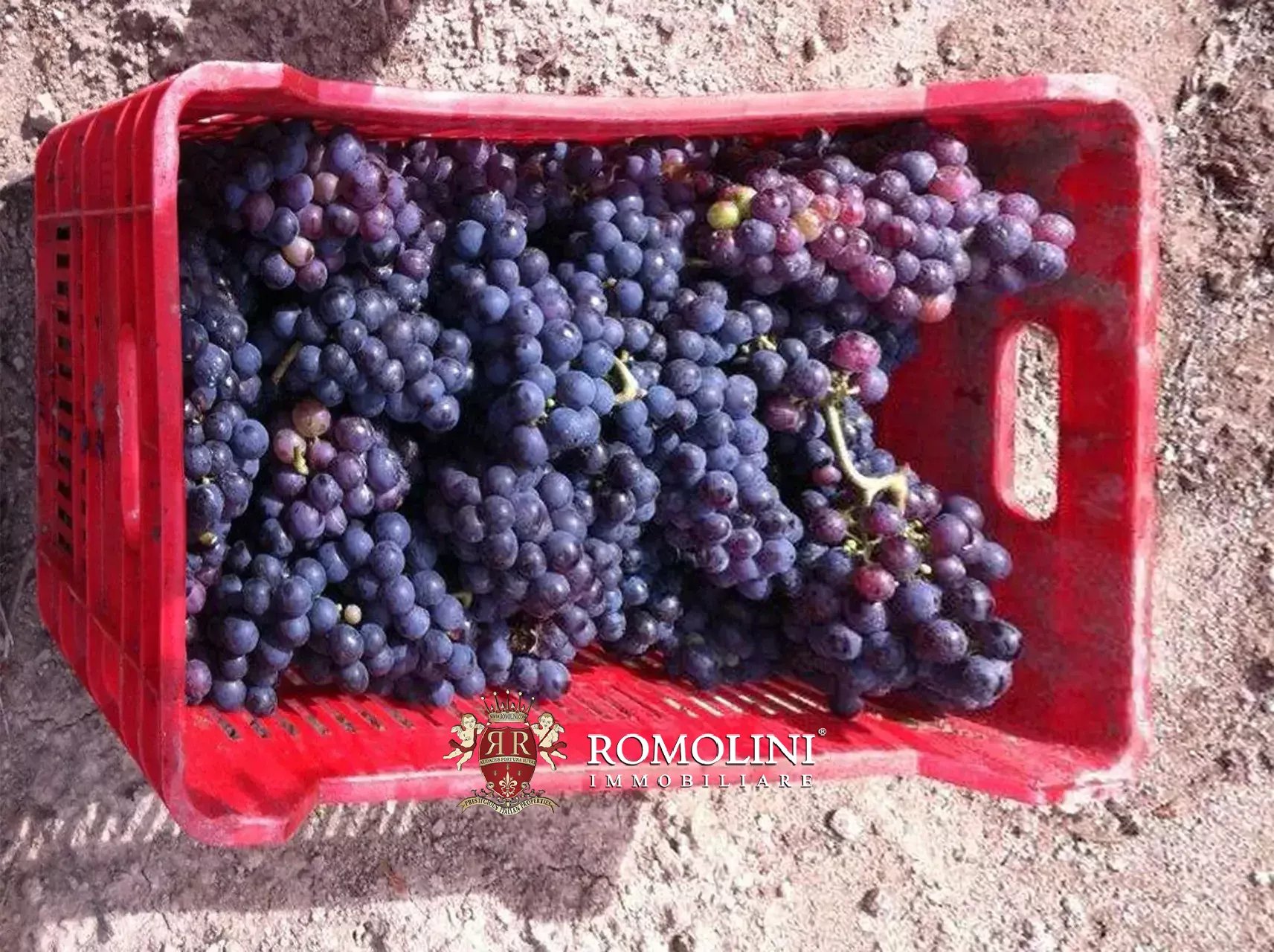 Vineyard's Image 32