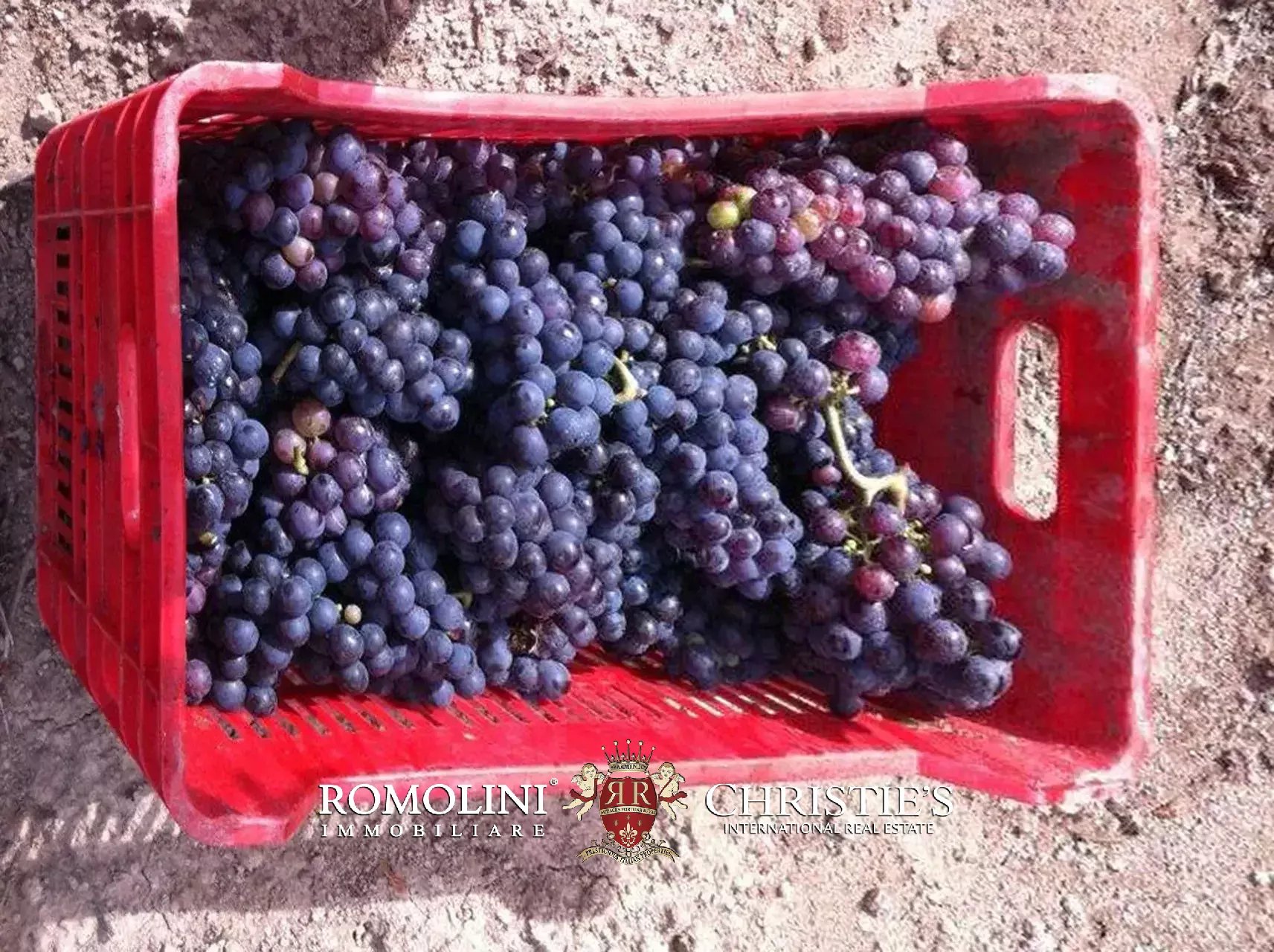 Vineyard's Image 32