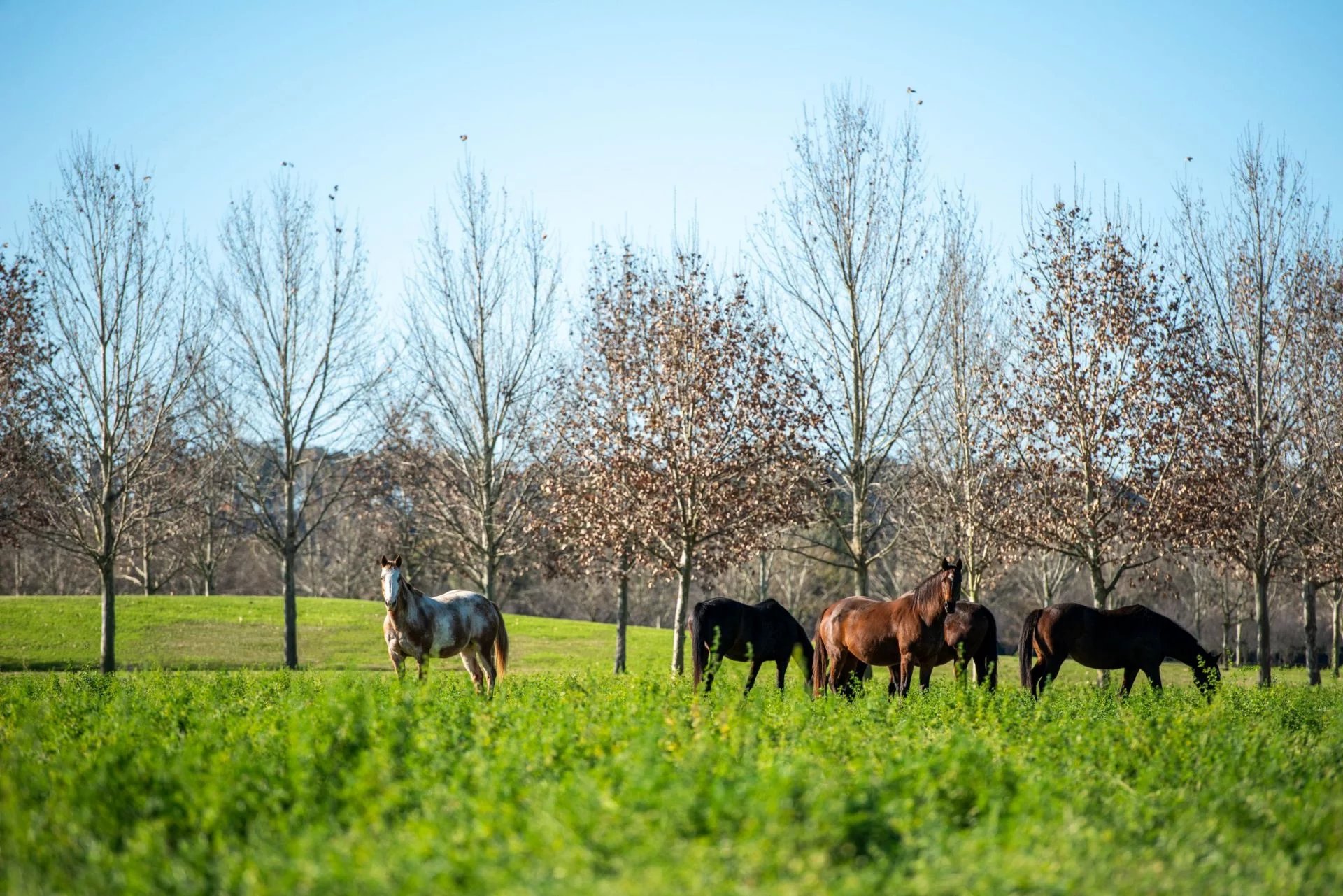 sydney-s premier polo club in an idyllic setting by the hawkesbury river image15