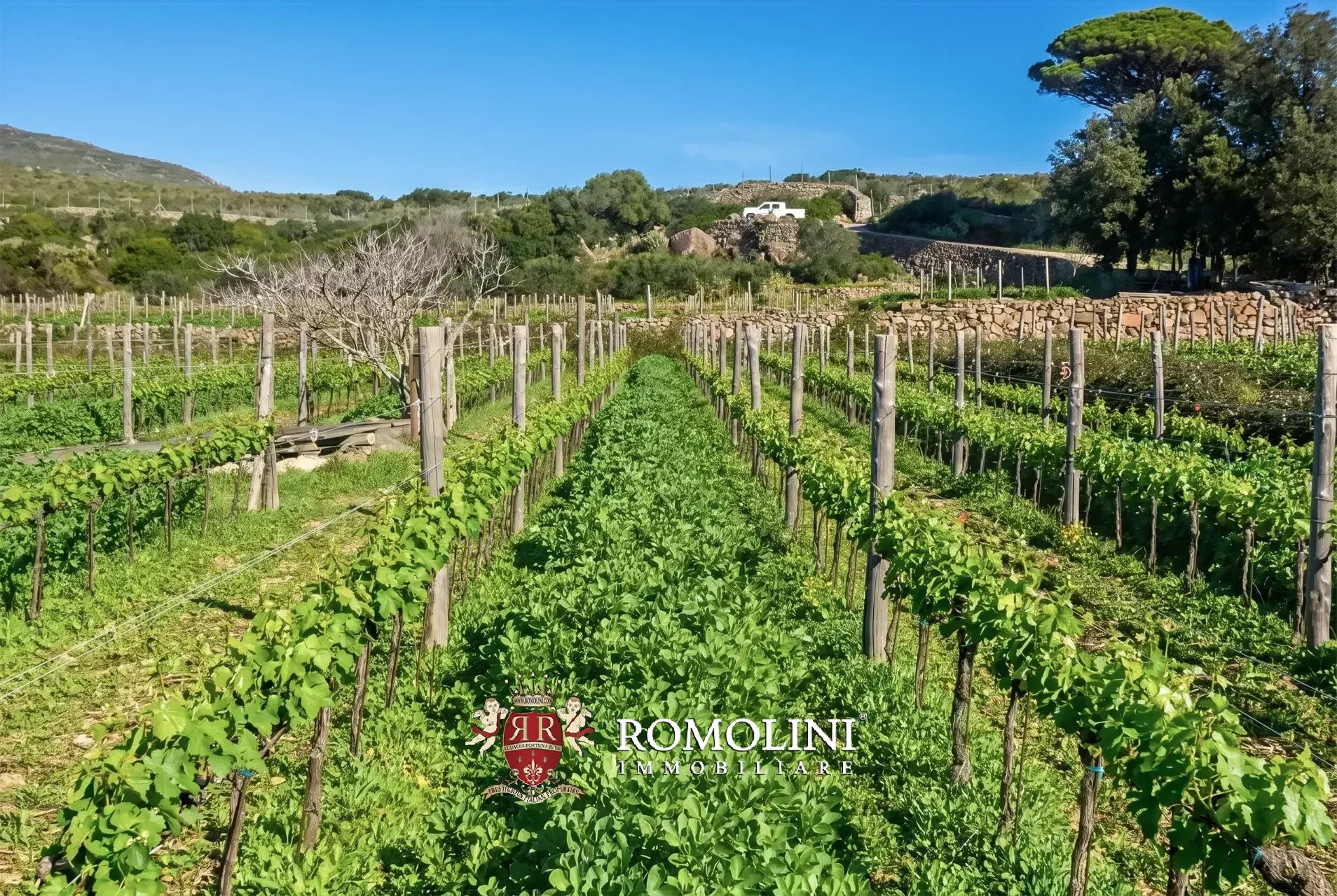 Vineyard's Image 46