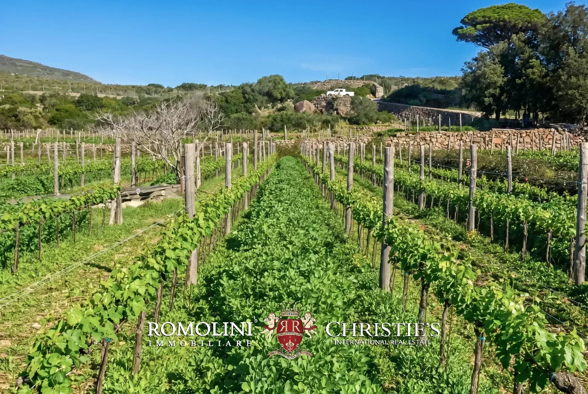 Vineyard's Image 46