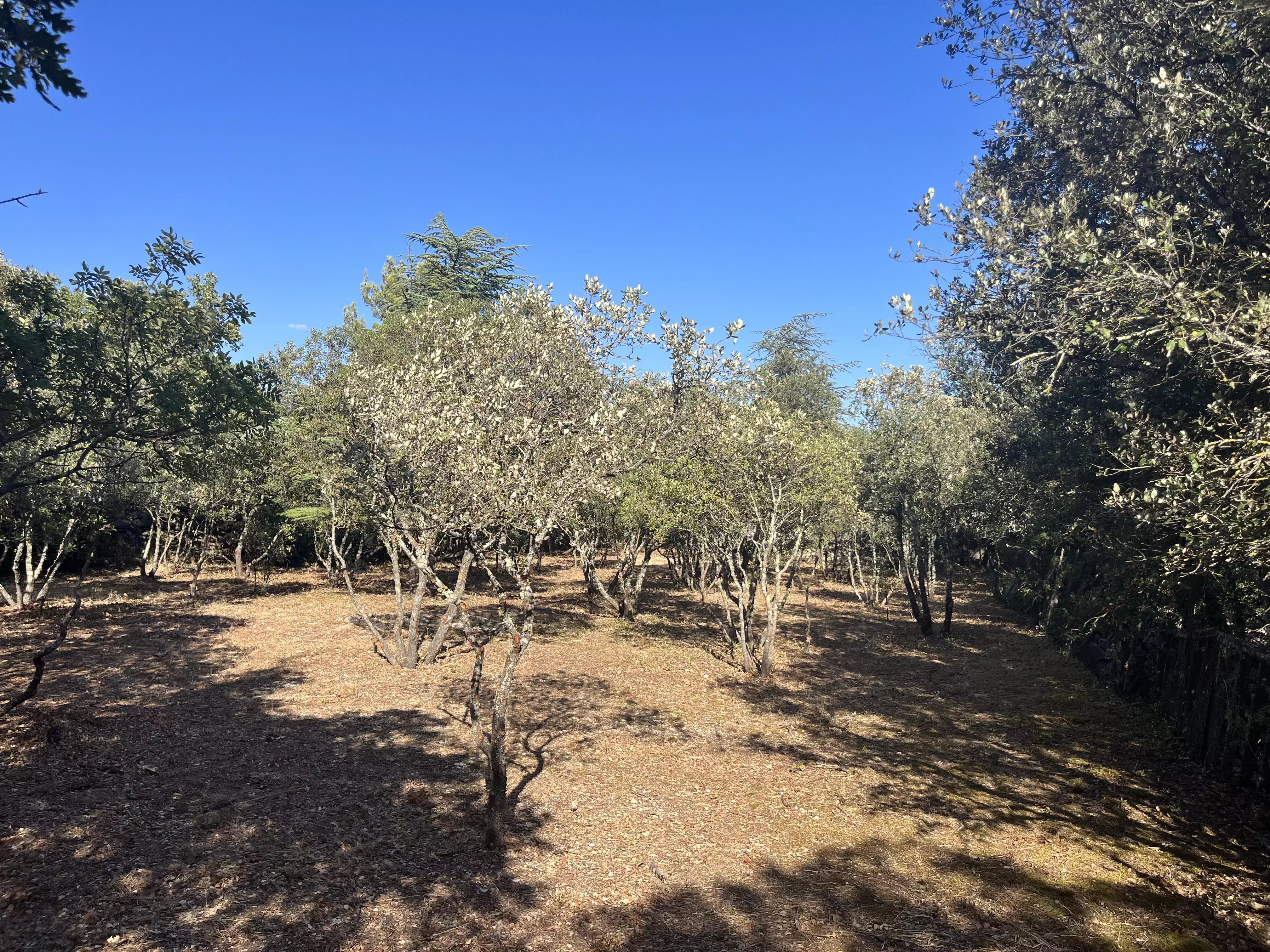 Terrain à bâtir à Cabrières-d'Avignon
