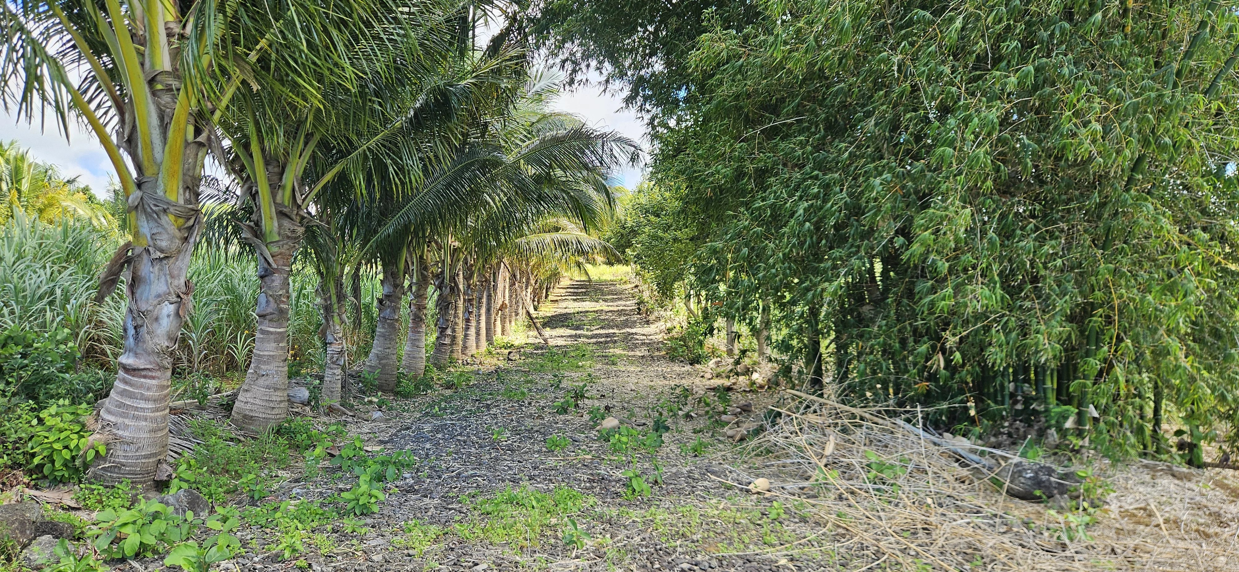 Deux Bras  - Terrain  - picture 5