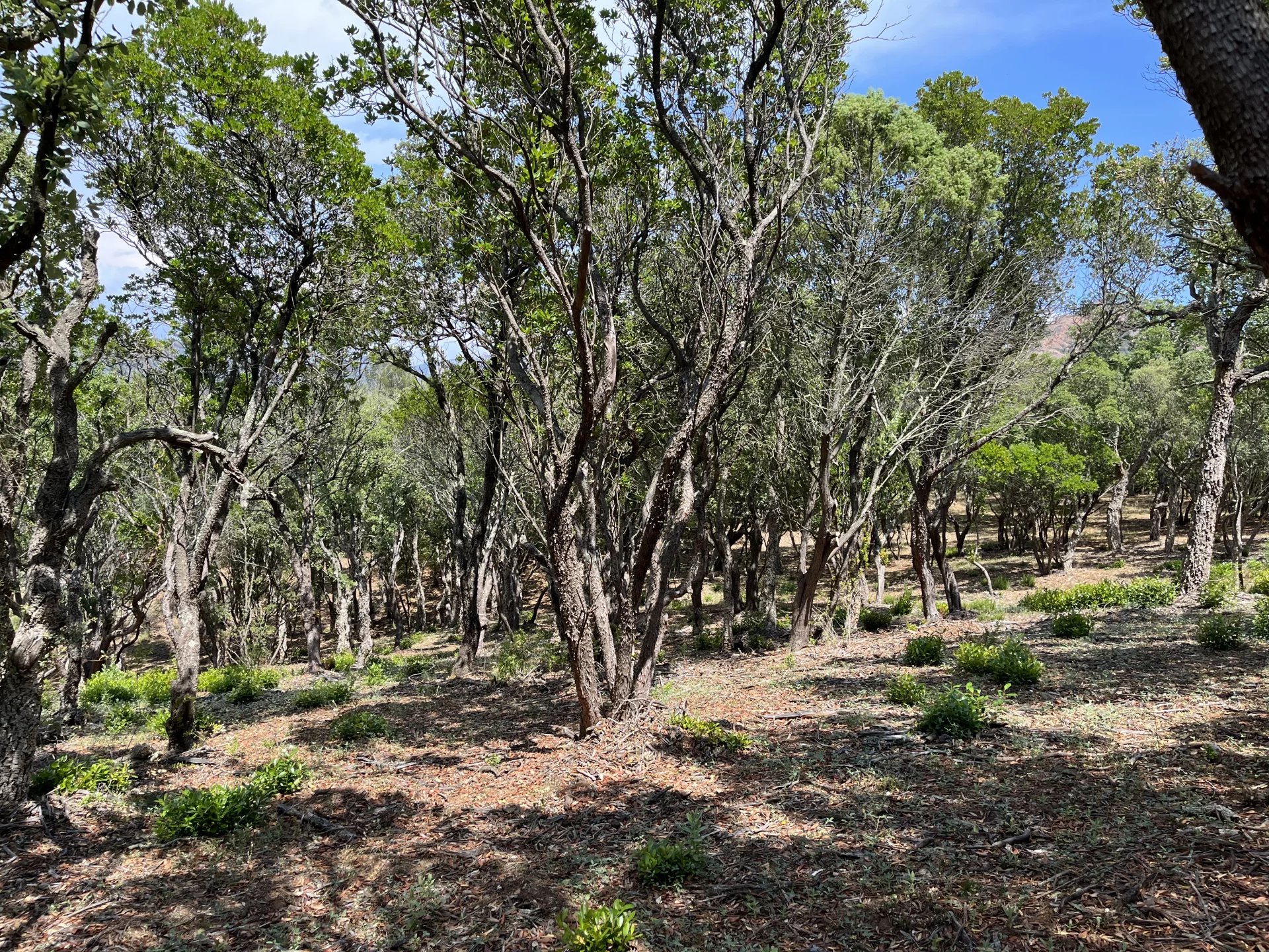 Terrain non constructible Massif de l'Esterel