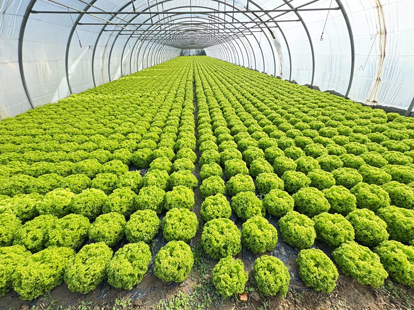 Domaine agricole Villelongue de la Salanque 13 600 m2