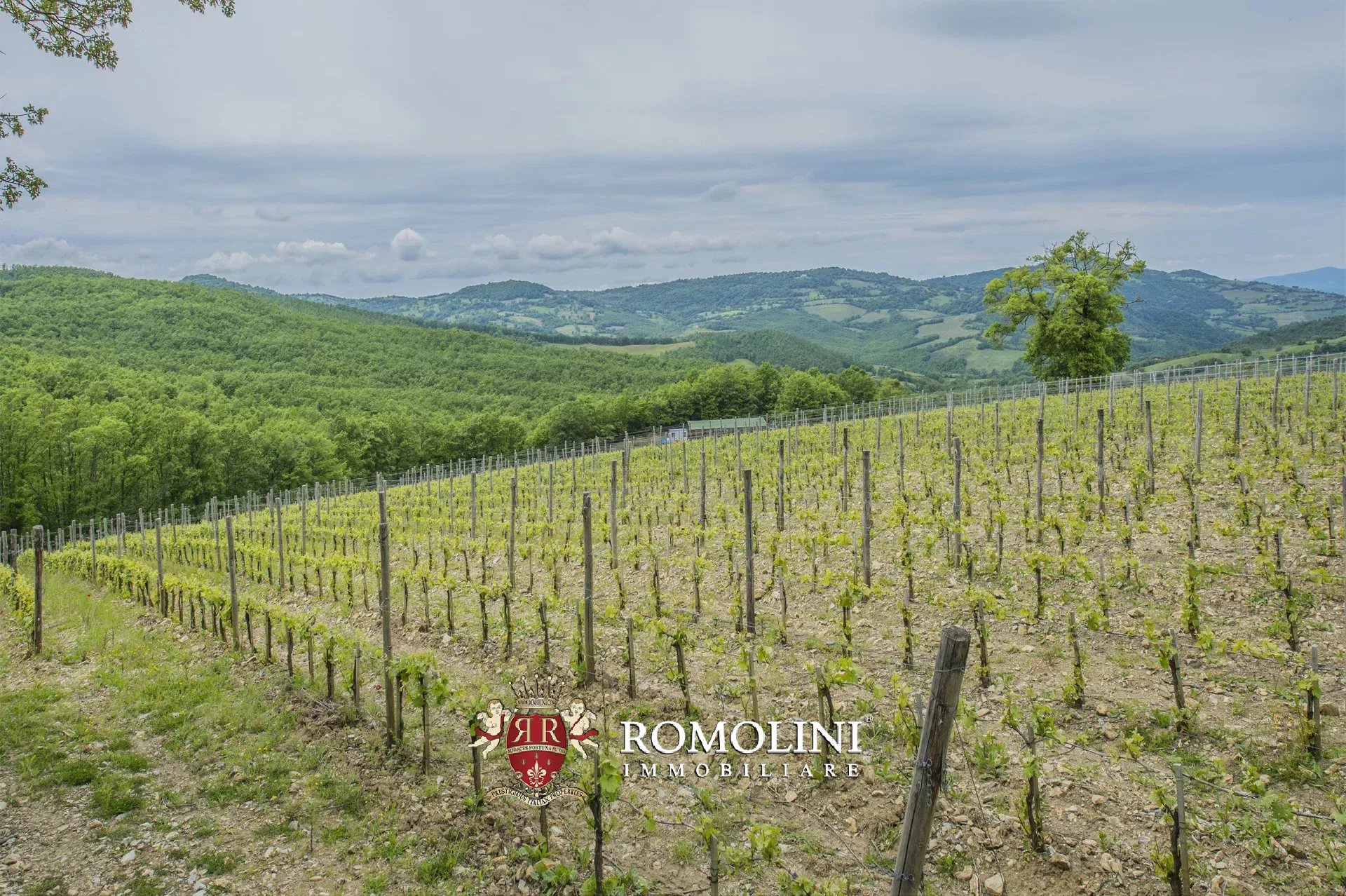 6 Bedroom Vineyard's Image 15