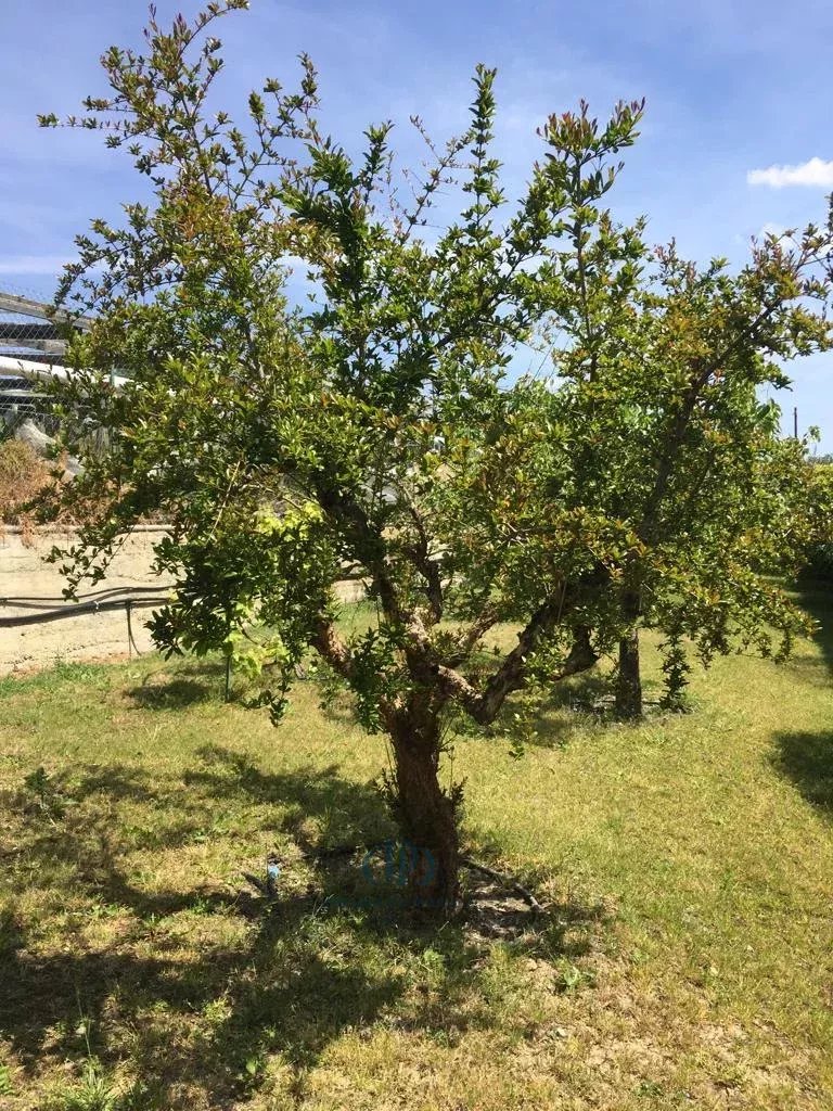 Villa Sanremo - picture 15