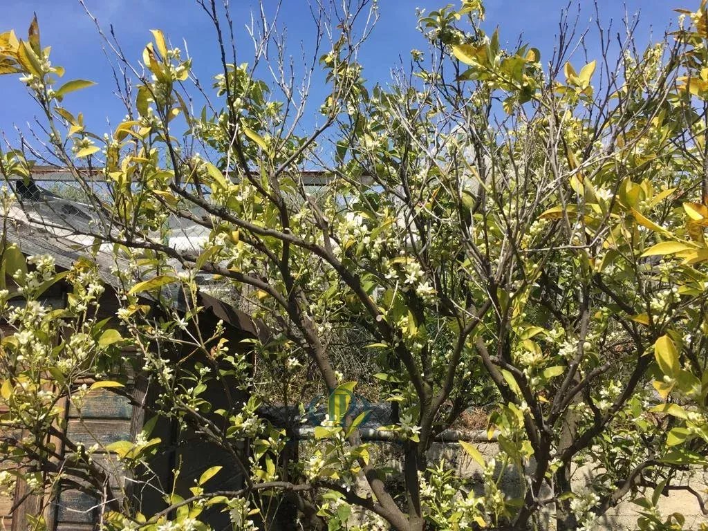 Villa Sanremo - picture 22