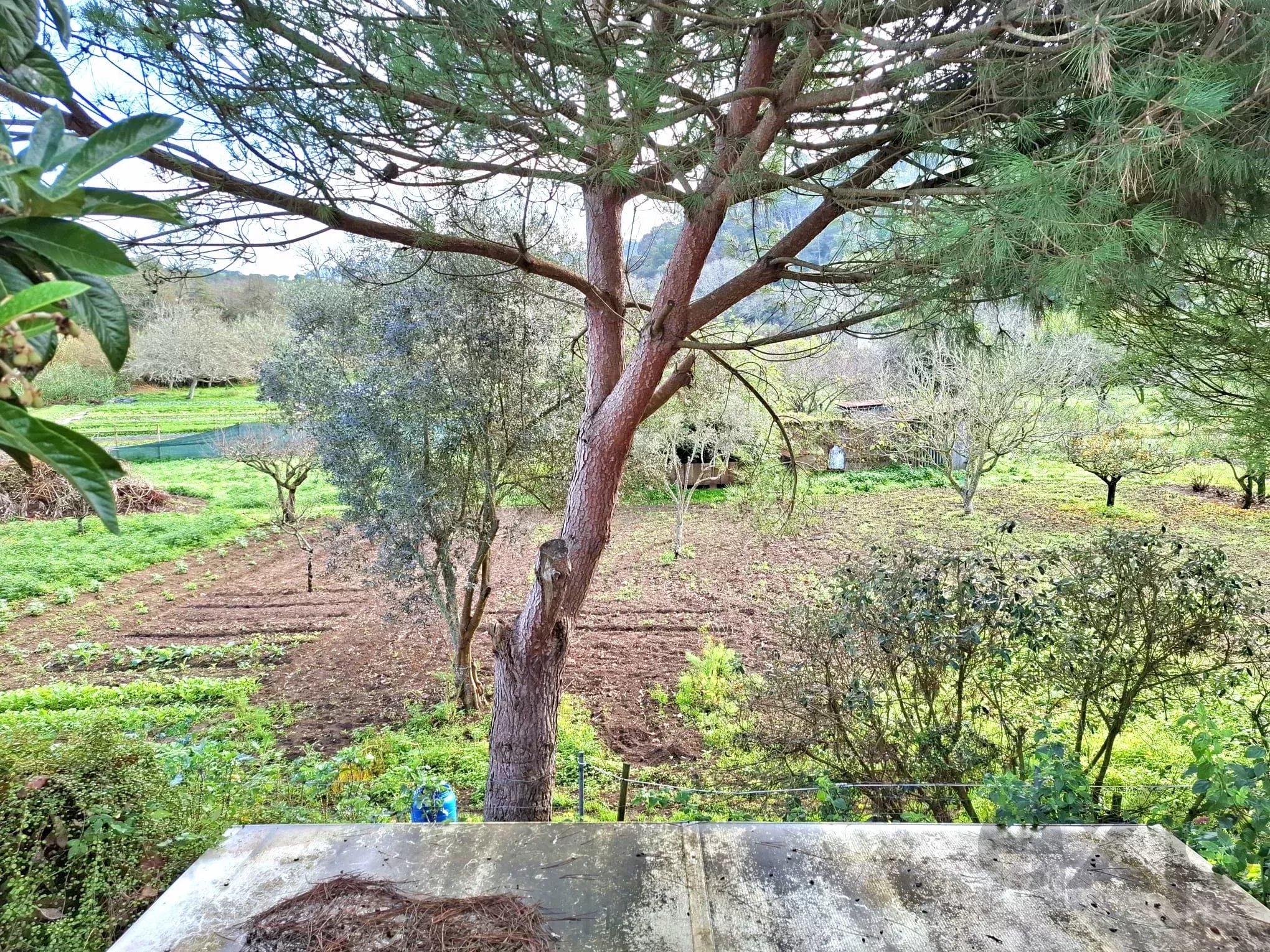 Sintra , Colares - Small farm with dream house 86819090 image 11