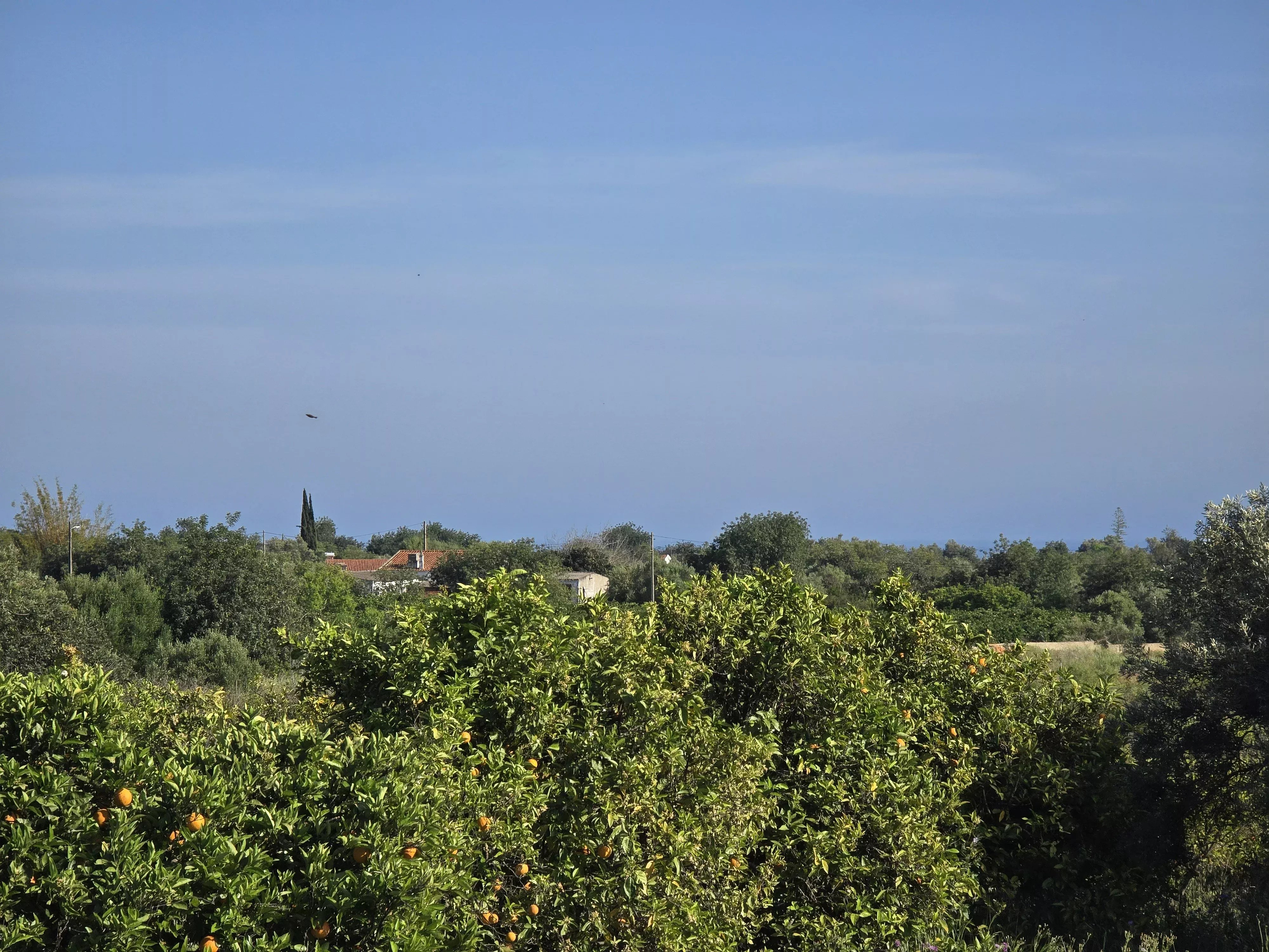 6 room Farmhouse with 1.5 hectares of land and sea view 86949039 image 22