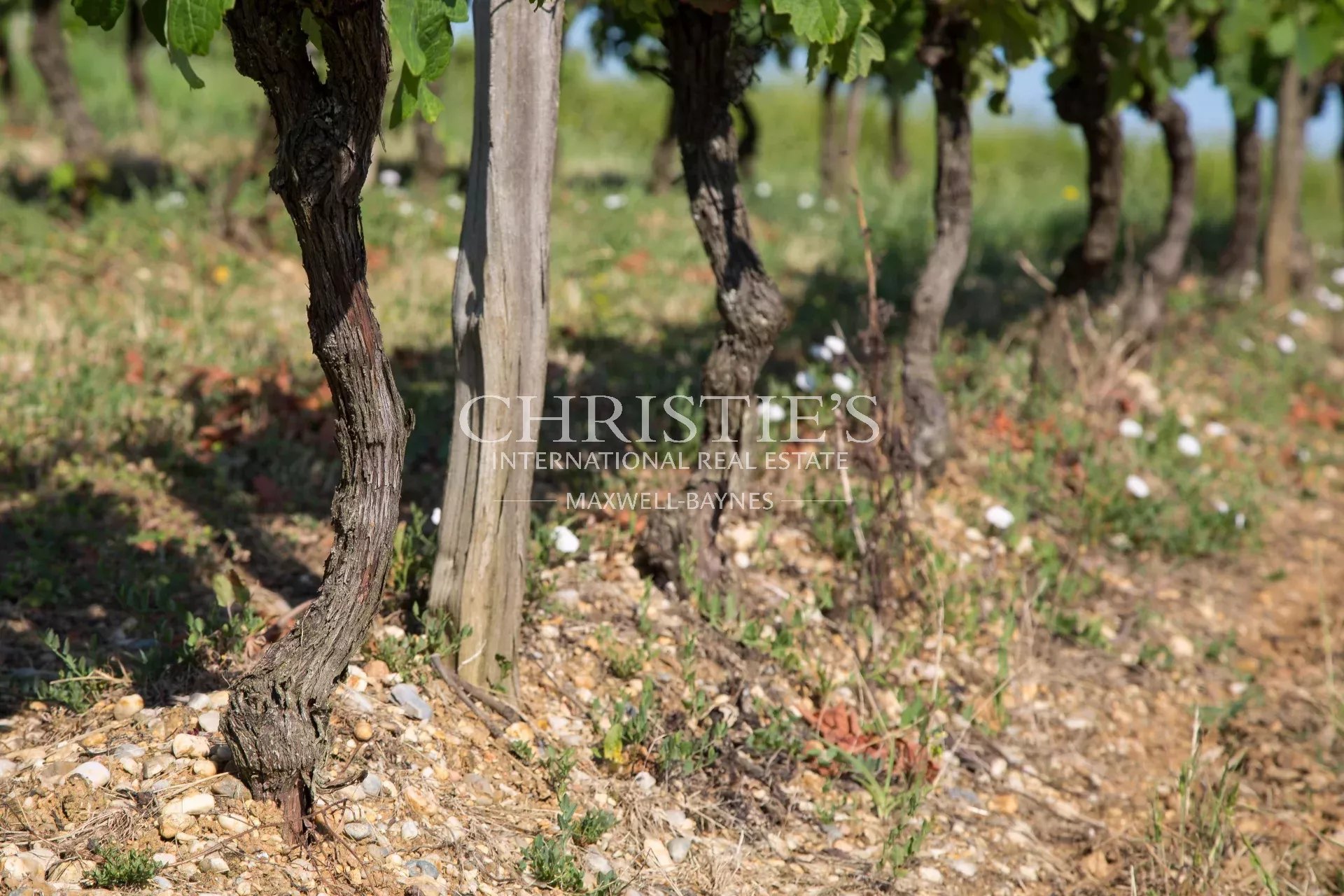 Vineyard's Image 21