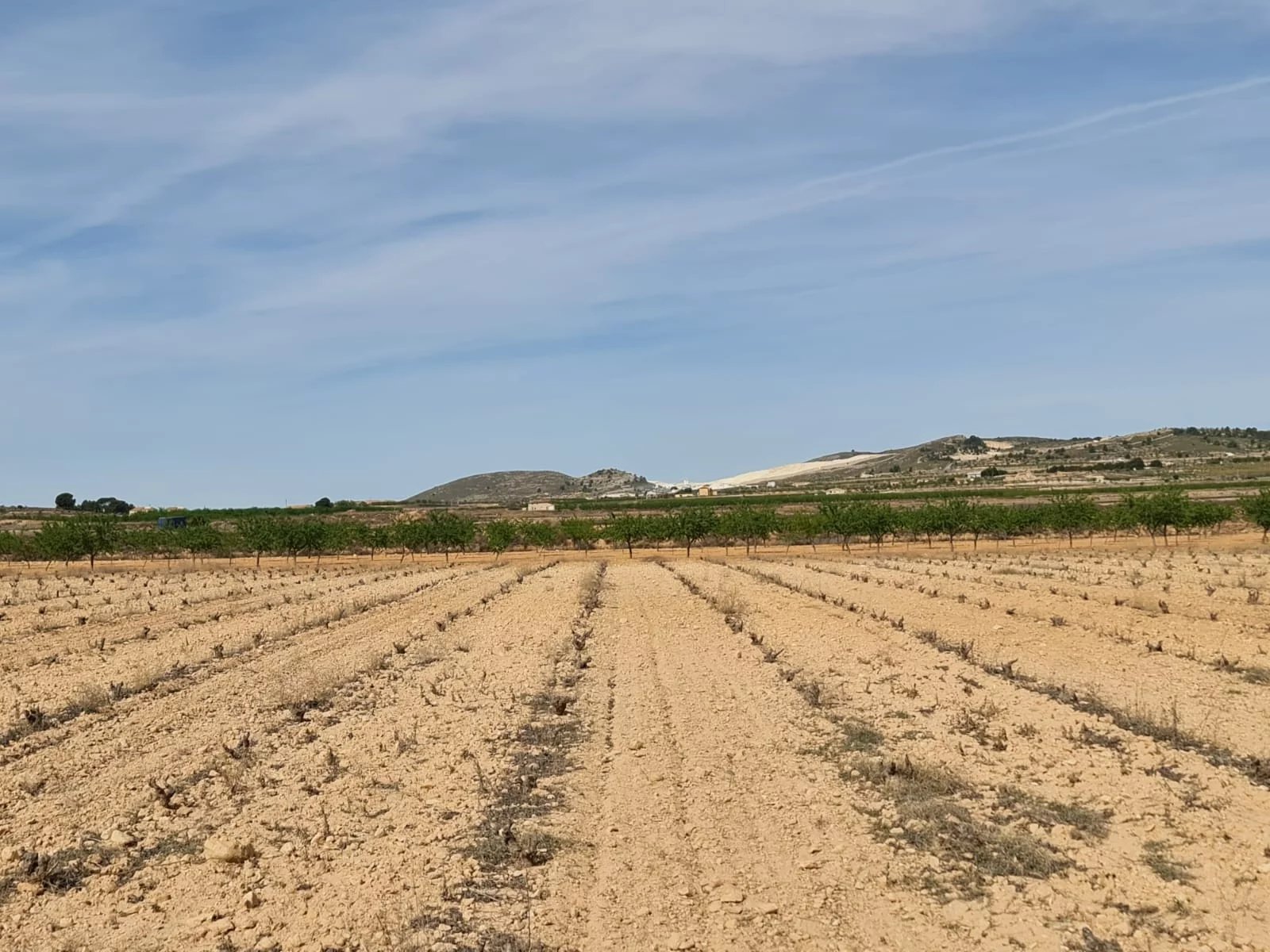 Vente Terrain Pinoso