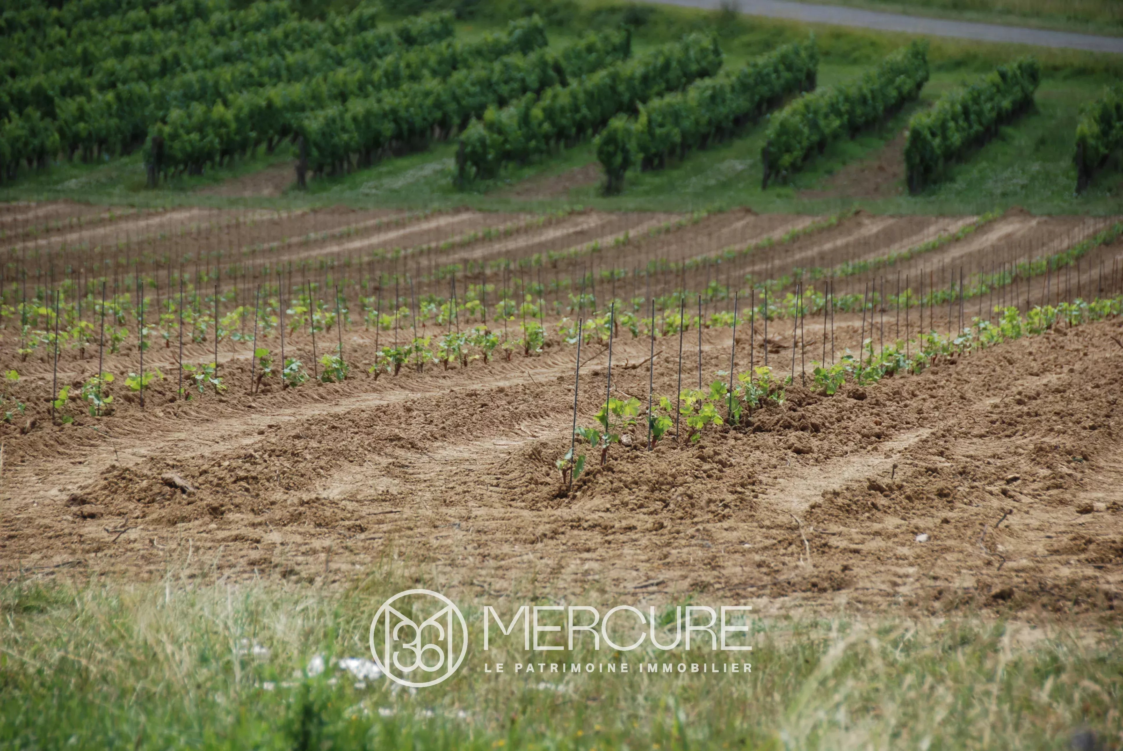 VIGNOBLE AU COEUR DE L’ENTRE-DEUX-MERS - 901080bx