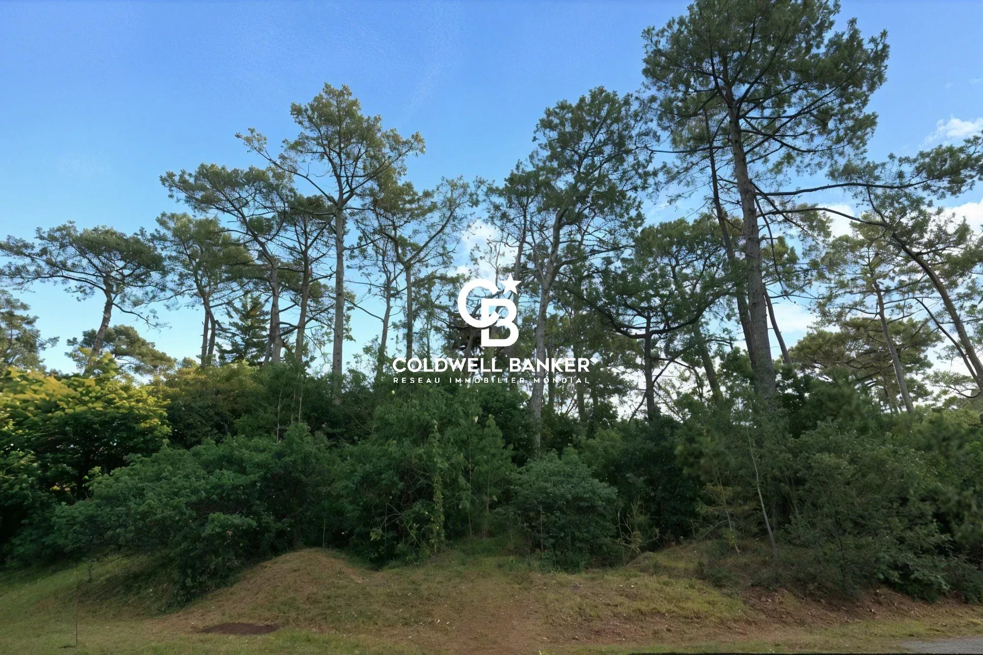 Agence immobilière de Silver Coast Int. Realty