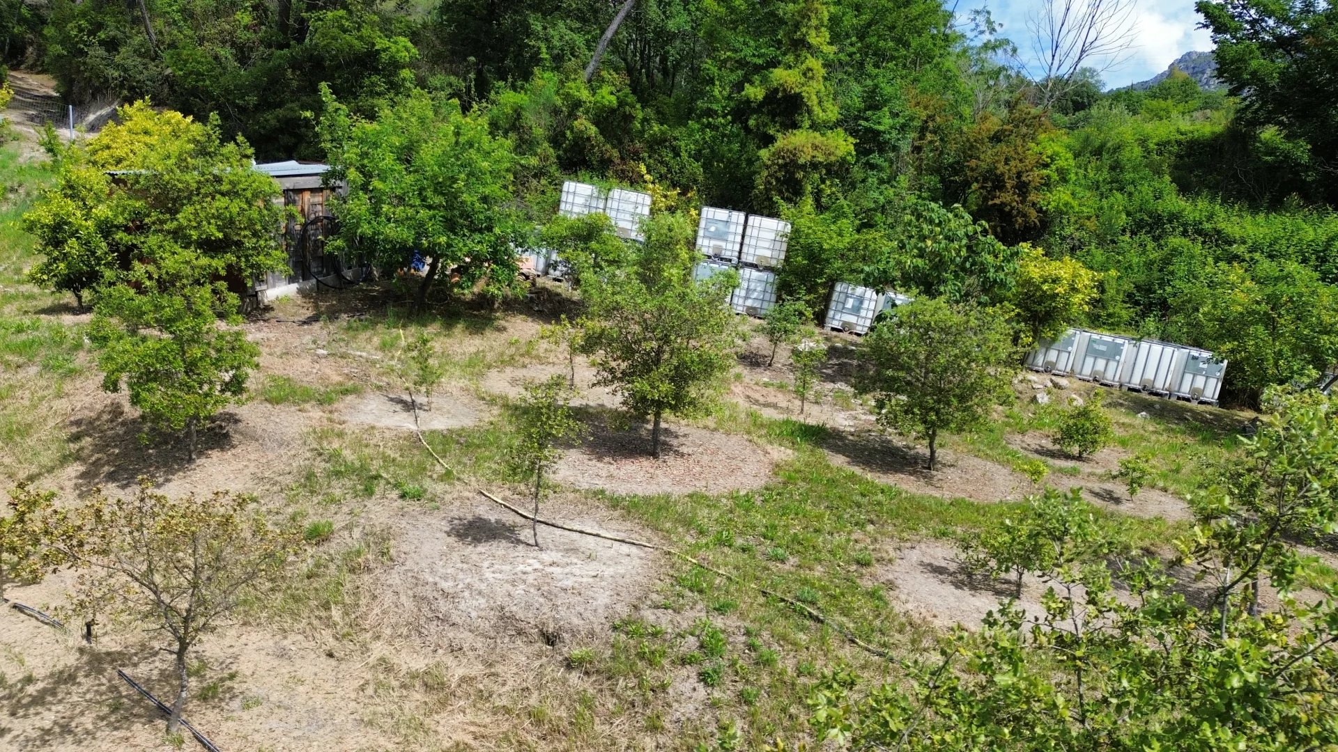 VENCE : TERRAIN AVEC CHENES TRUFFIERS - Photo 5