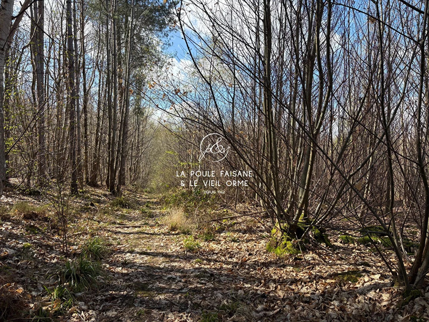 VENTE  DOMAINE BOISE  REGION MONTFORT L'AMAURY