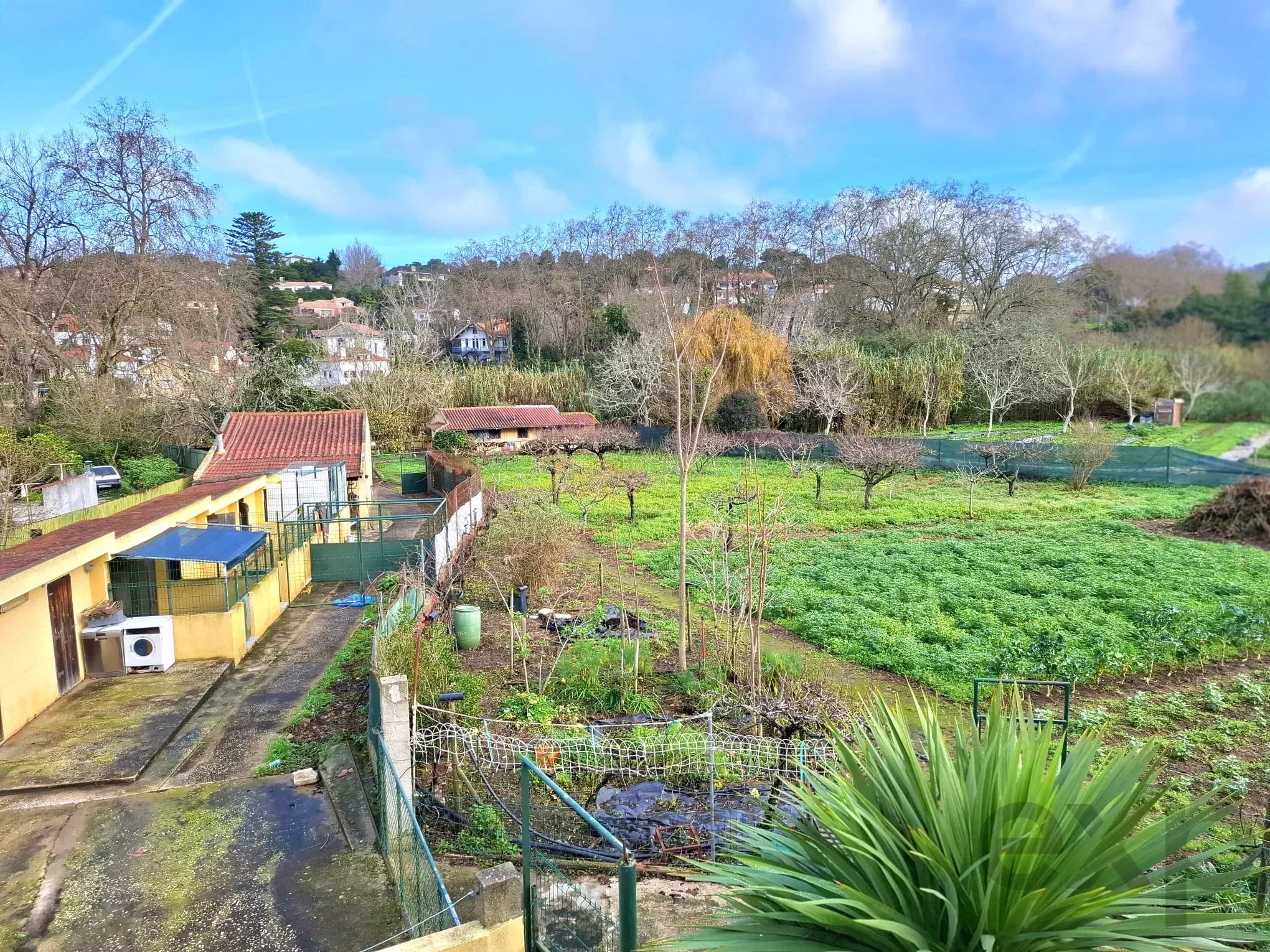 Sintra , Colares - Small farm with dream house 86819090 image 6