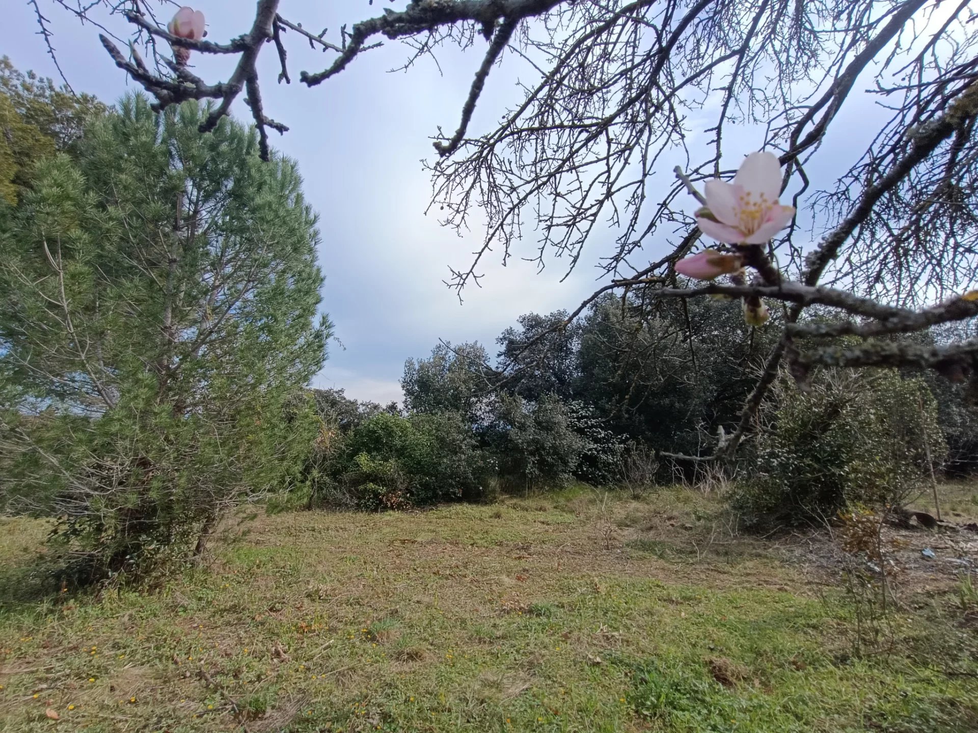 Vente Terrain Saint-André-de-Sangonis