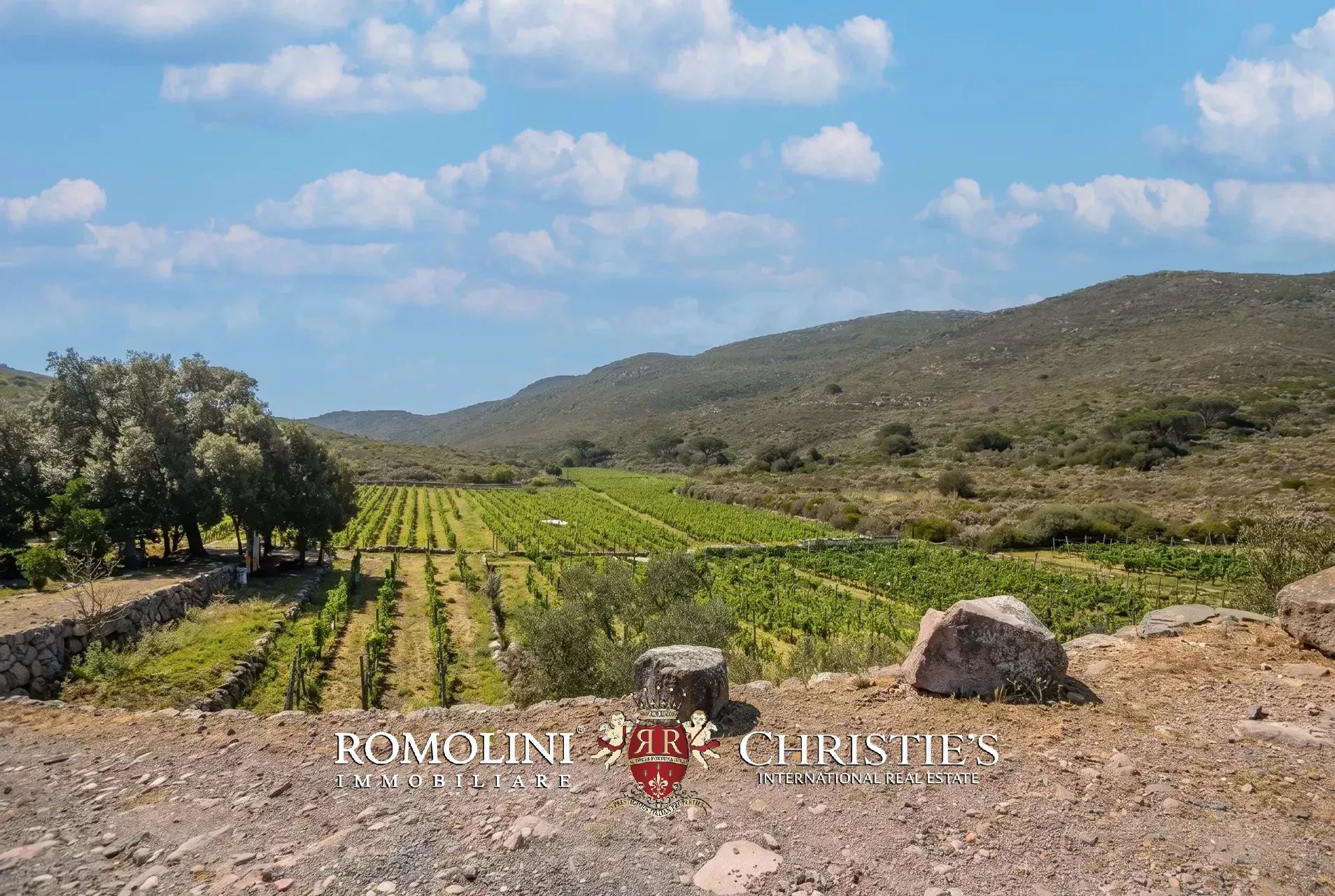 Vineyard's Image 19