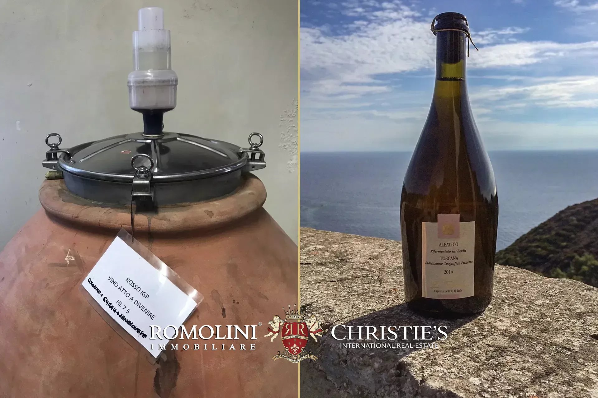 Vineyard's Image 31