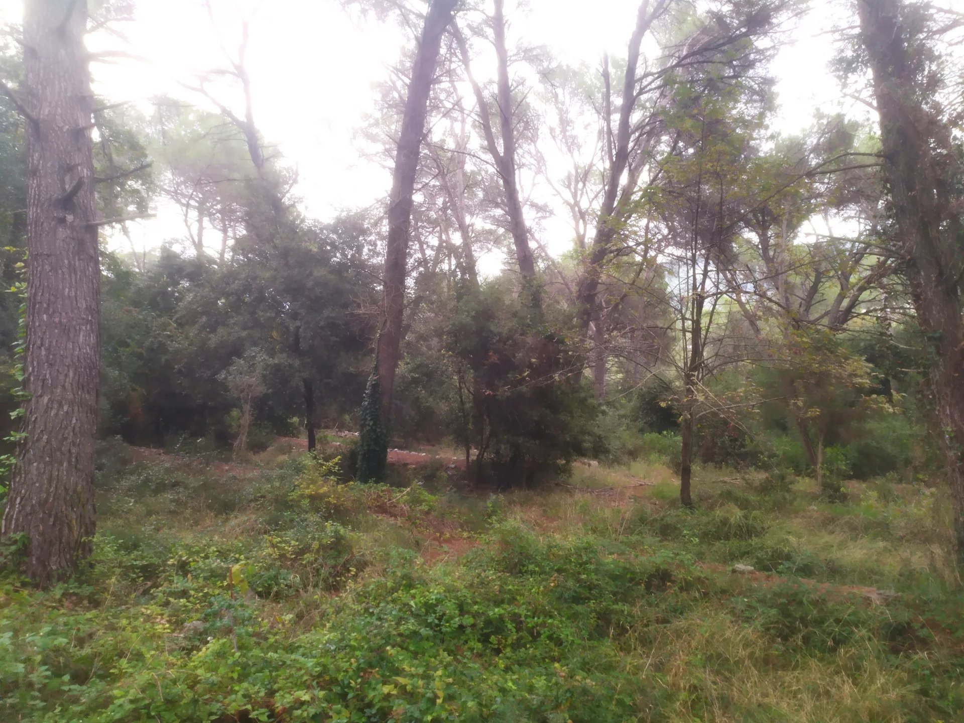 LA ROQUETTE SUR SIAGNE . TERRAIN - Photo 5