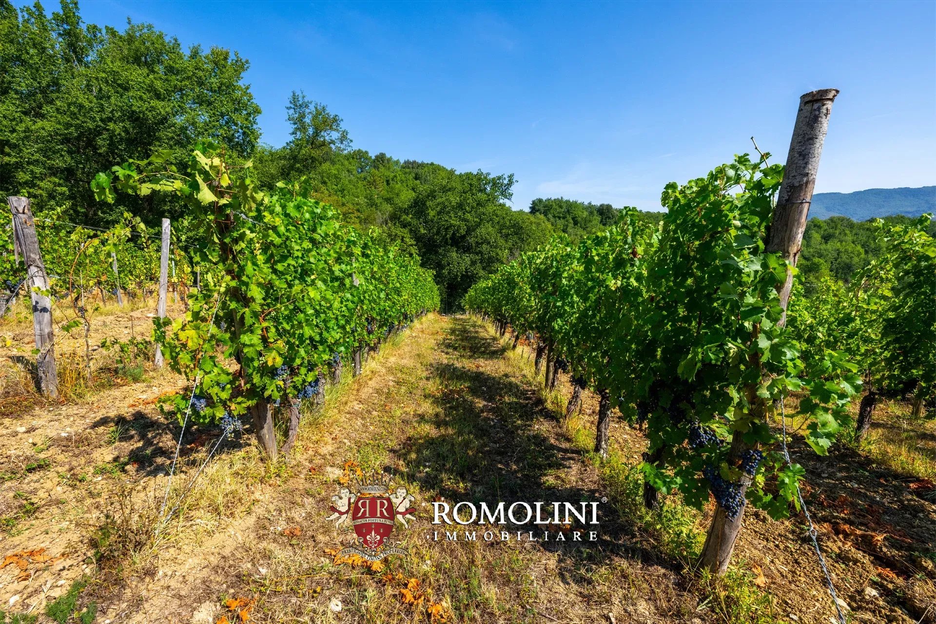 3 Bedroom Vineyard's Image 16